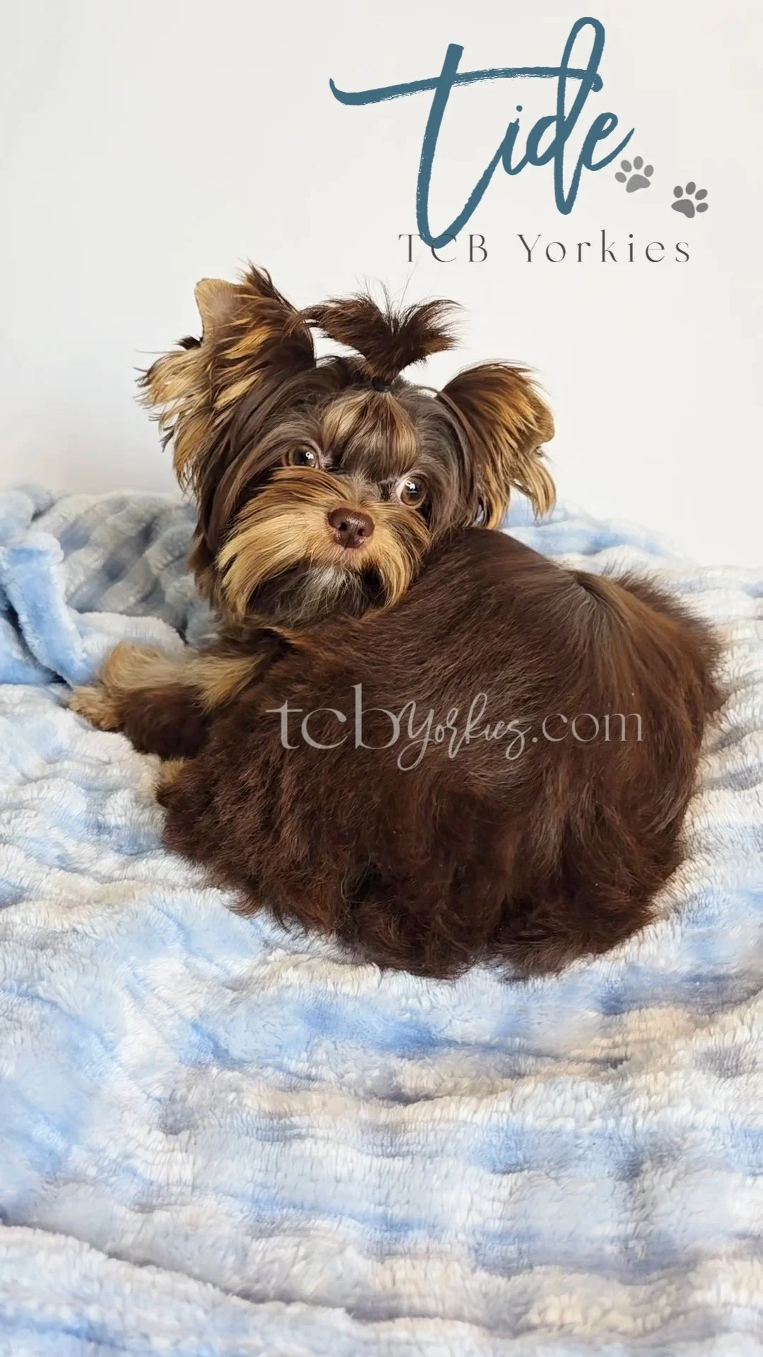 Two small brown dogs laying on a soft blue blanket, with text that says "tide TCB Yorkies" and a website URL 'tcb yorkies.com'