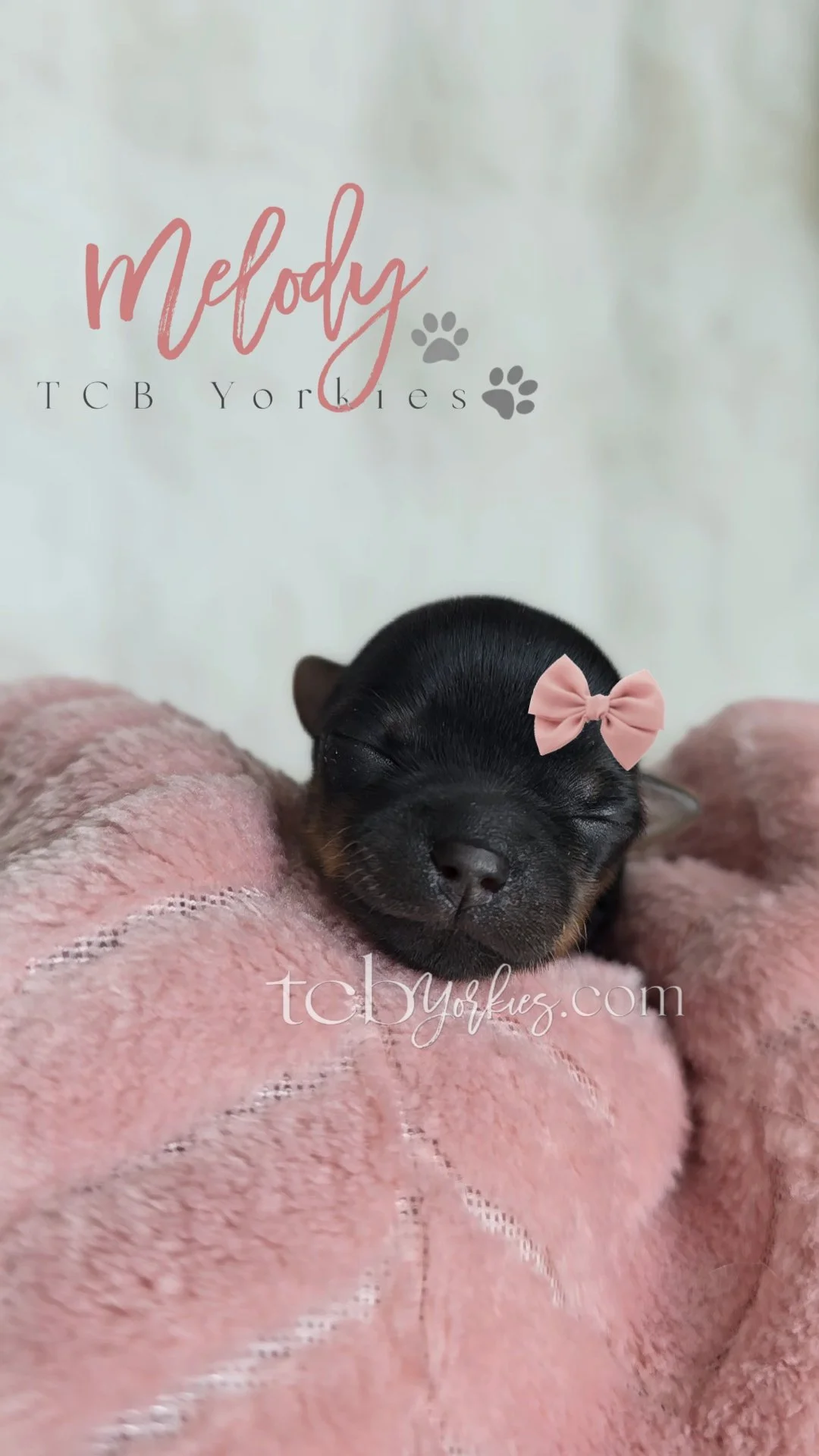 A black puppy with a pink bow on its head, sleeping on a pink blanket, with a white background and text about Melody TCB Your Lies.