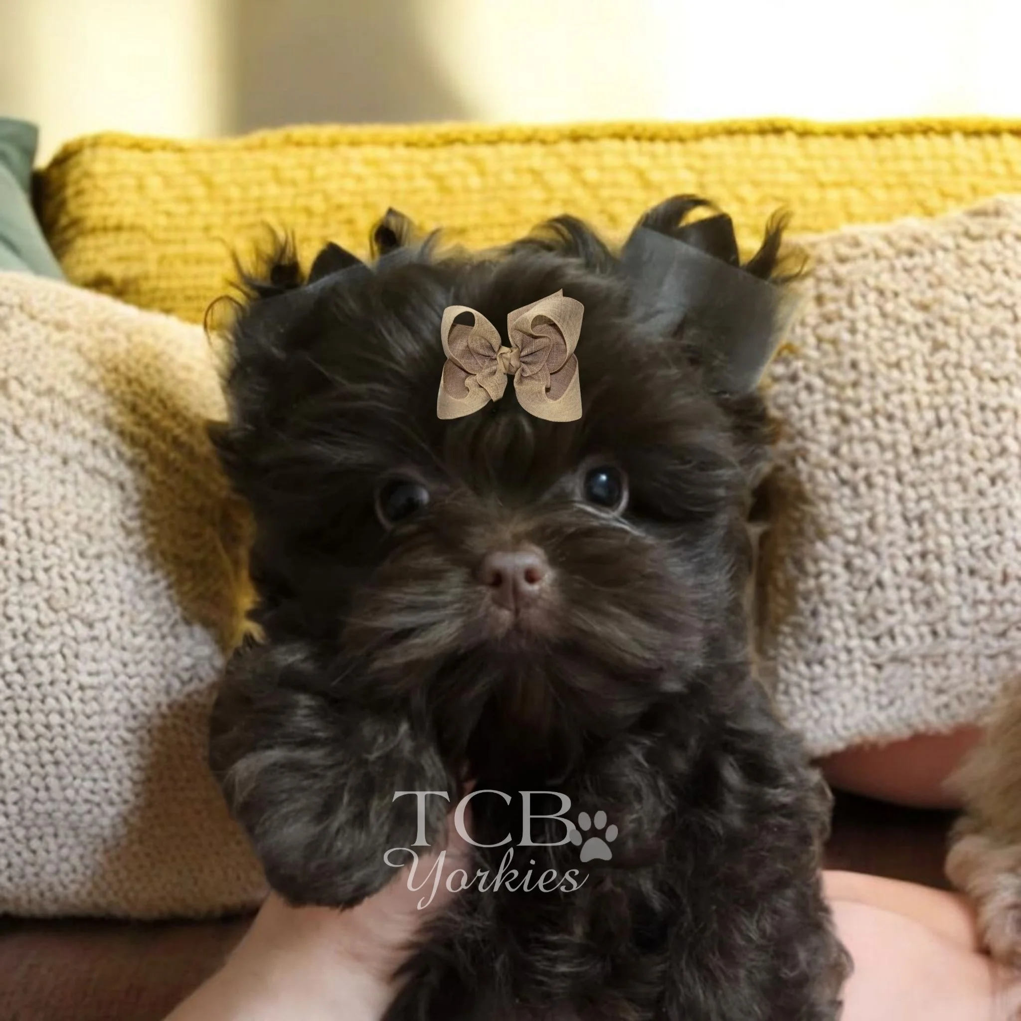 A small black and white puppy with a beige bow on its head, lying on a textured beige and yellow blanket.