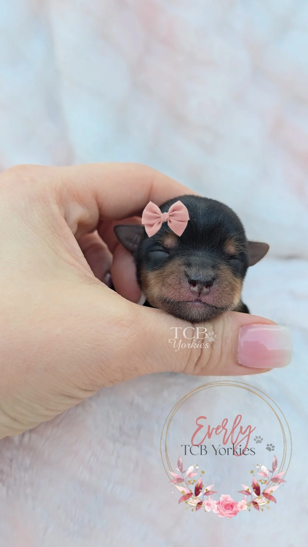 A tiny black and brown newborn puppy sleeping peacefully in a person's hand, with a pink bow on its head and surrounded by a soft, white background with a pink floral graphic and text reading 'Evelyn TCB Yorkies'.