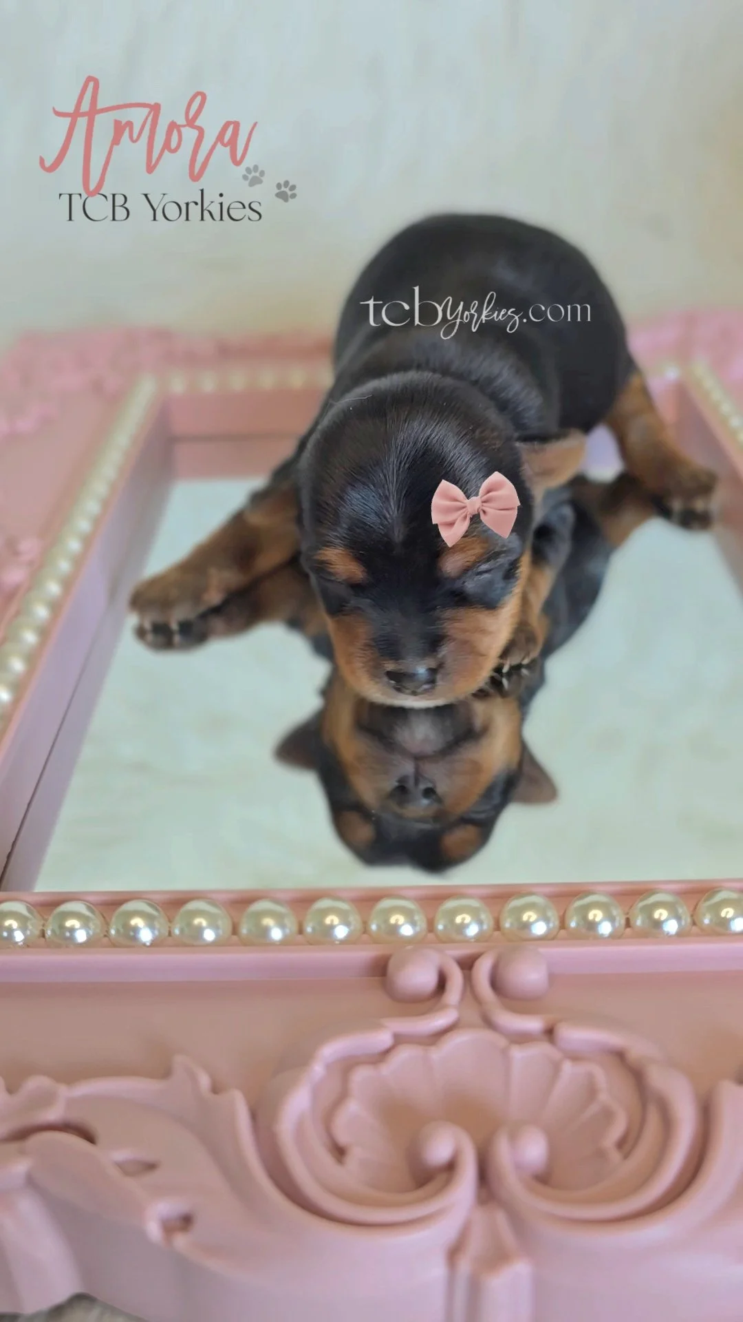 Two adorable black and tan yorkie puppie lying on a pink decorative table with pearl accents, with one puppy resting its paw on the other. The puppy on top wears a pink bow on its head.