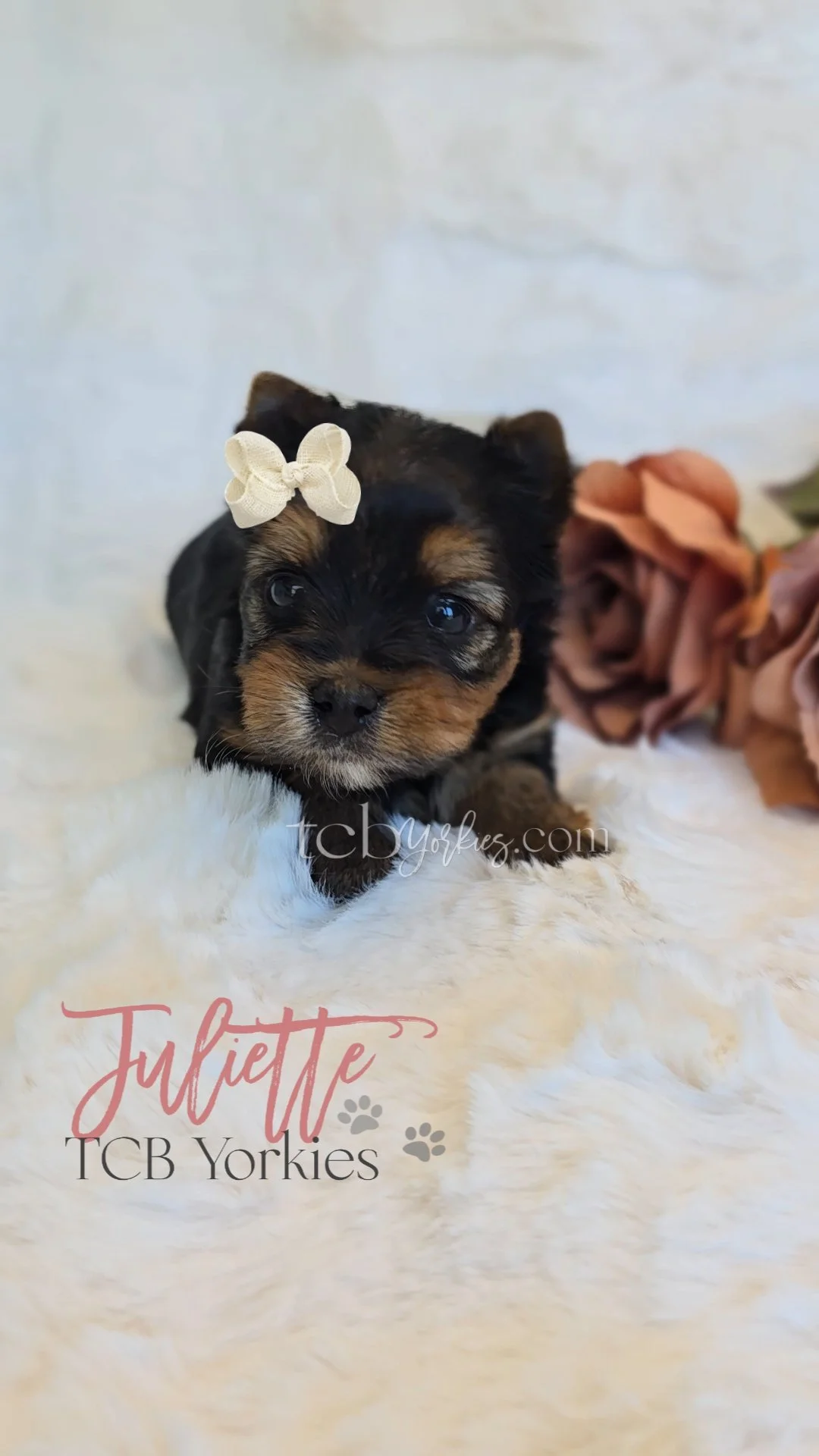 A small black and brown puppy with a white bow on its head resting on a white fluffy surface, with a brown cloth or ribbon nearby. The photo includes text "Juliette TCB Yorkies" and a website watermark.
