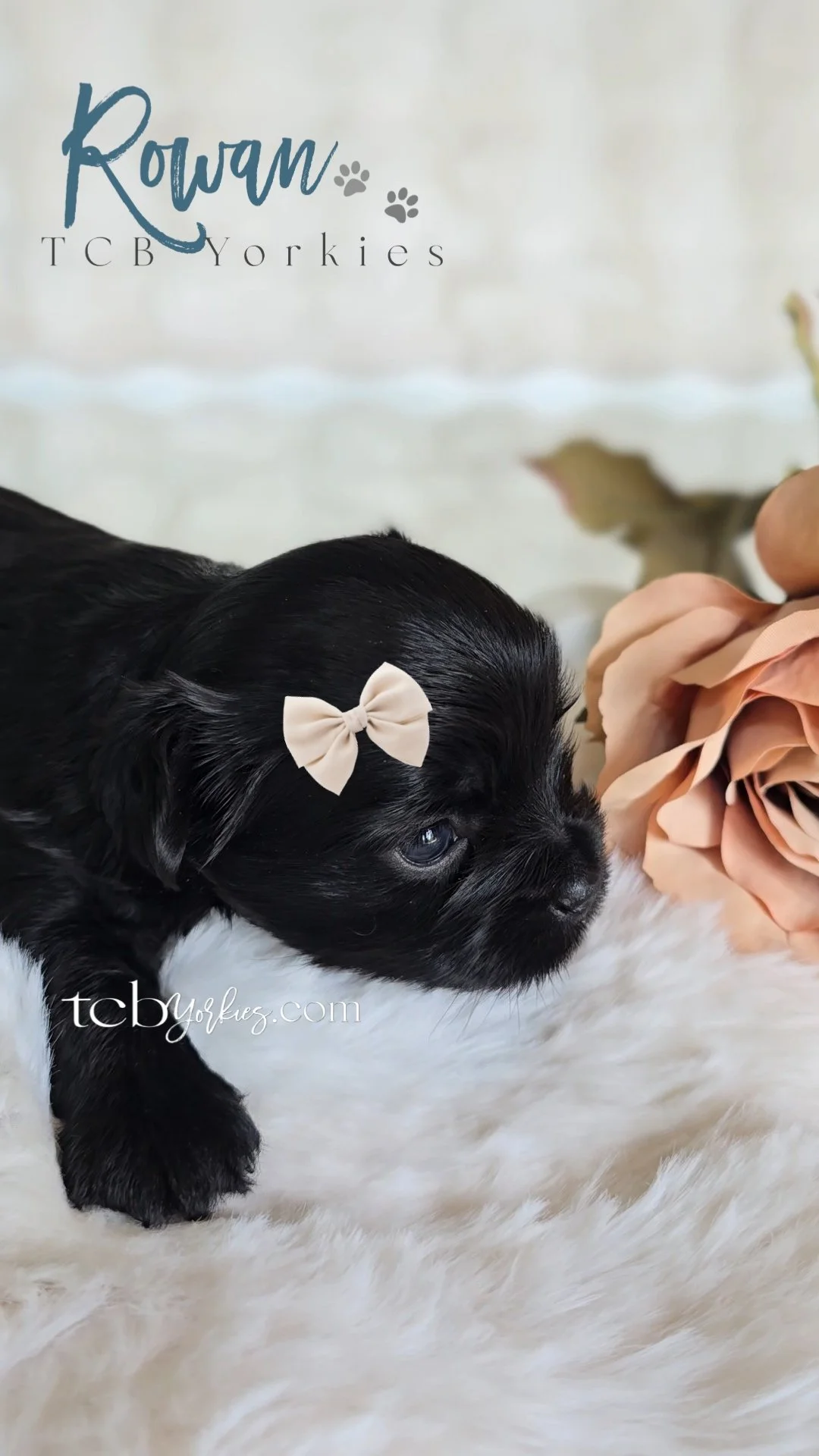 A black puppy with blue eyes lying on a white furry surface, wearing a beige bow on its ear, next to a peach-colored flower, with a sign that reads "Rowan TCBYorkies" in the background.
