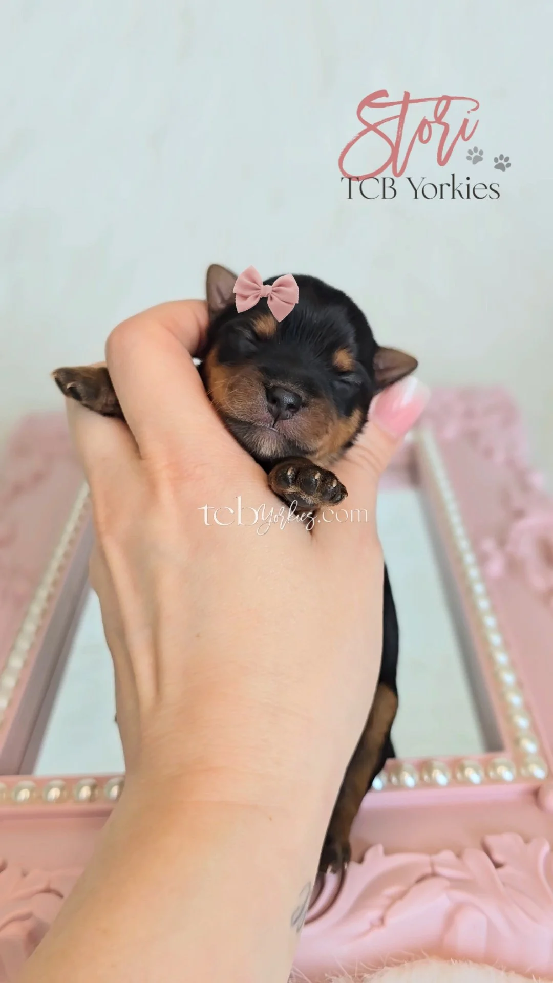 A tiny black and tan puppy with a pink bow on its head is being gently held in a person's hand, smiling and sleeping peacefully. The puppy has closed eyes and is resting comfortably.