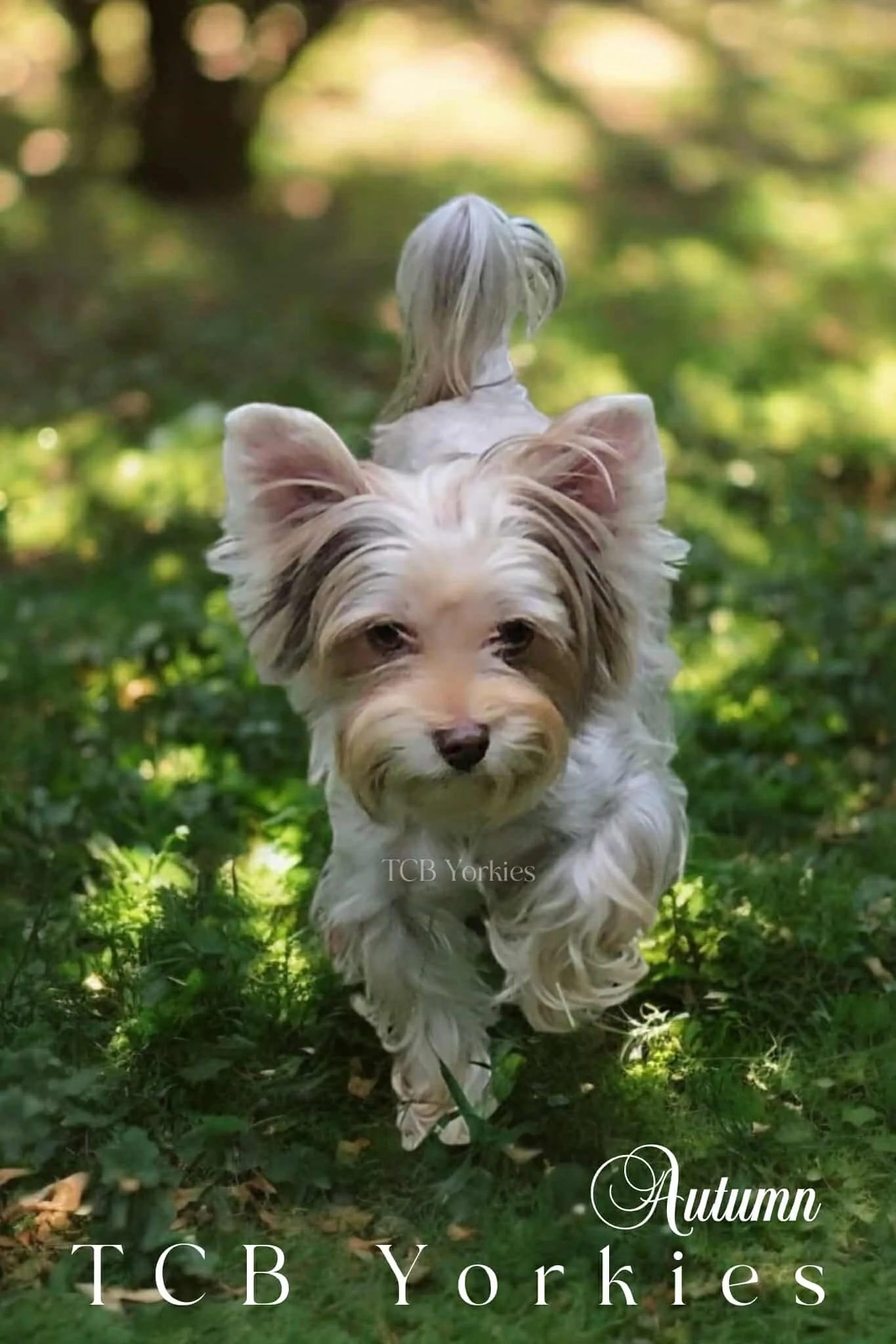 A small dog with long, light-colored fur running through a green, sun-dappled forest path during autumn.