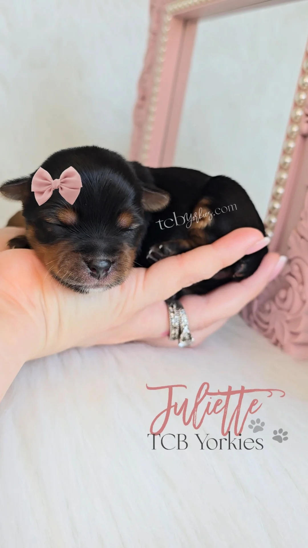 A tiny black and tan puppy with a pink bow on its head, sleeping on a person's hand. The background includes a pink mirror frame with pearls and the text 'Juliette TCB Yorkies' with paw prints.
