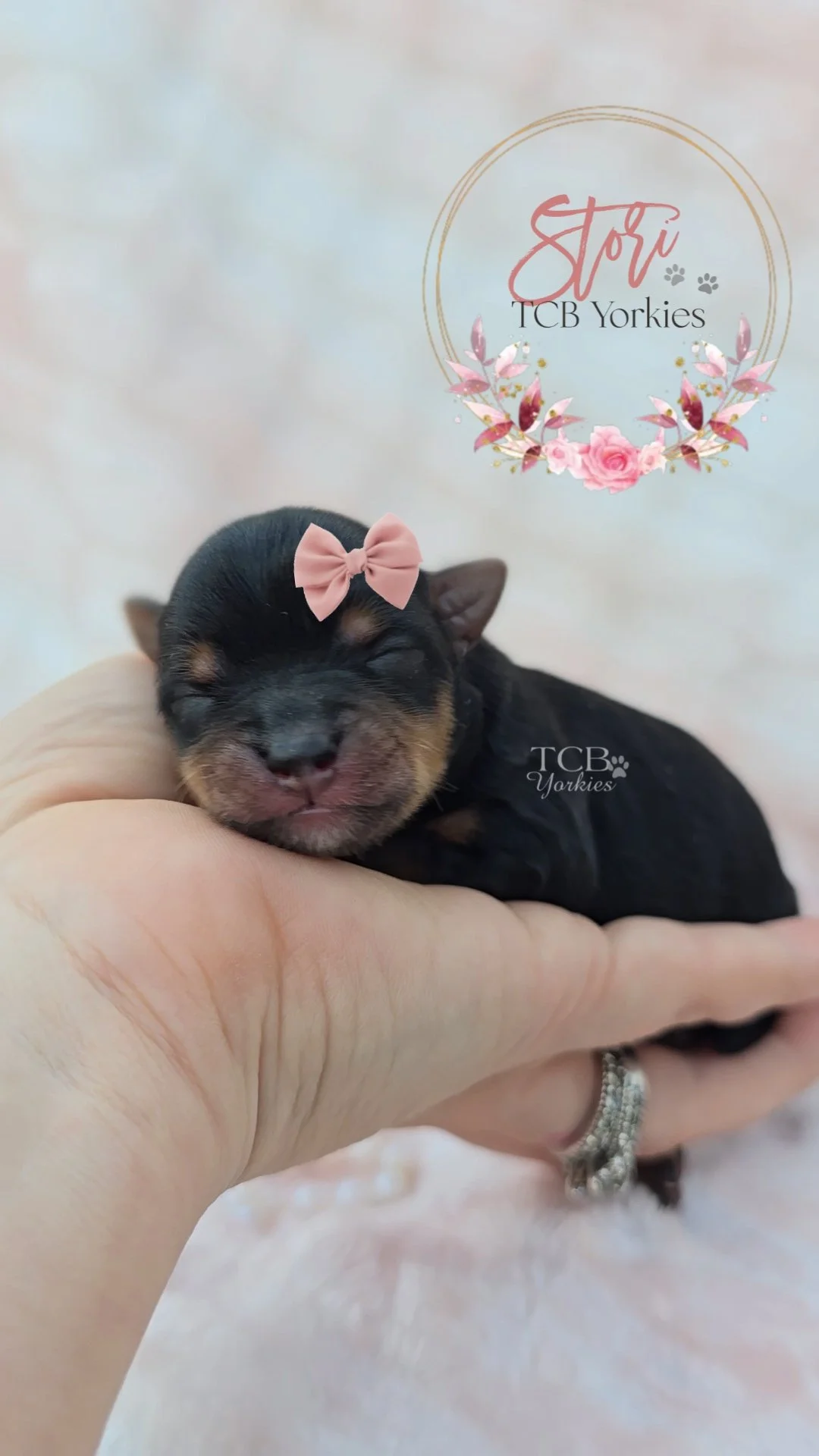 A tiny, black and tan newborn puppy with a pink bow on its head, peacefully sleeping in a person's hand. There is text in the upper right corner that reads "Stori TCB Yorkies" with floral decorations.