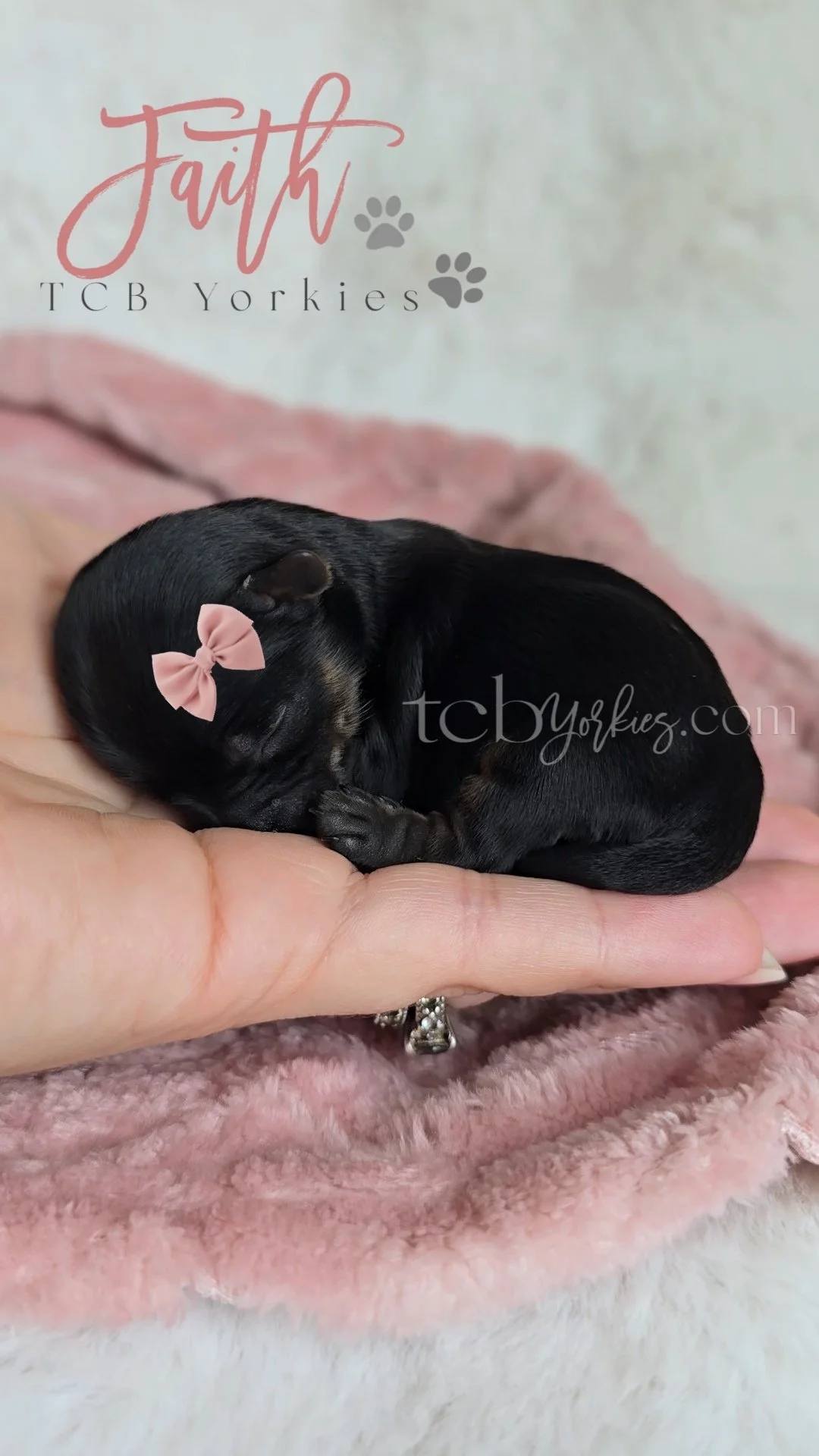 A tiny black puppy with a pink bow on its head, curled up and sleeping in a person's hand on a pink fleece blanket.