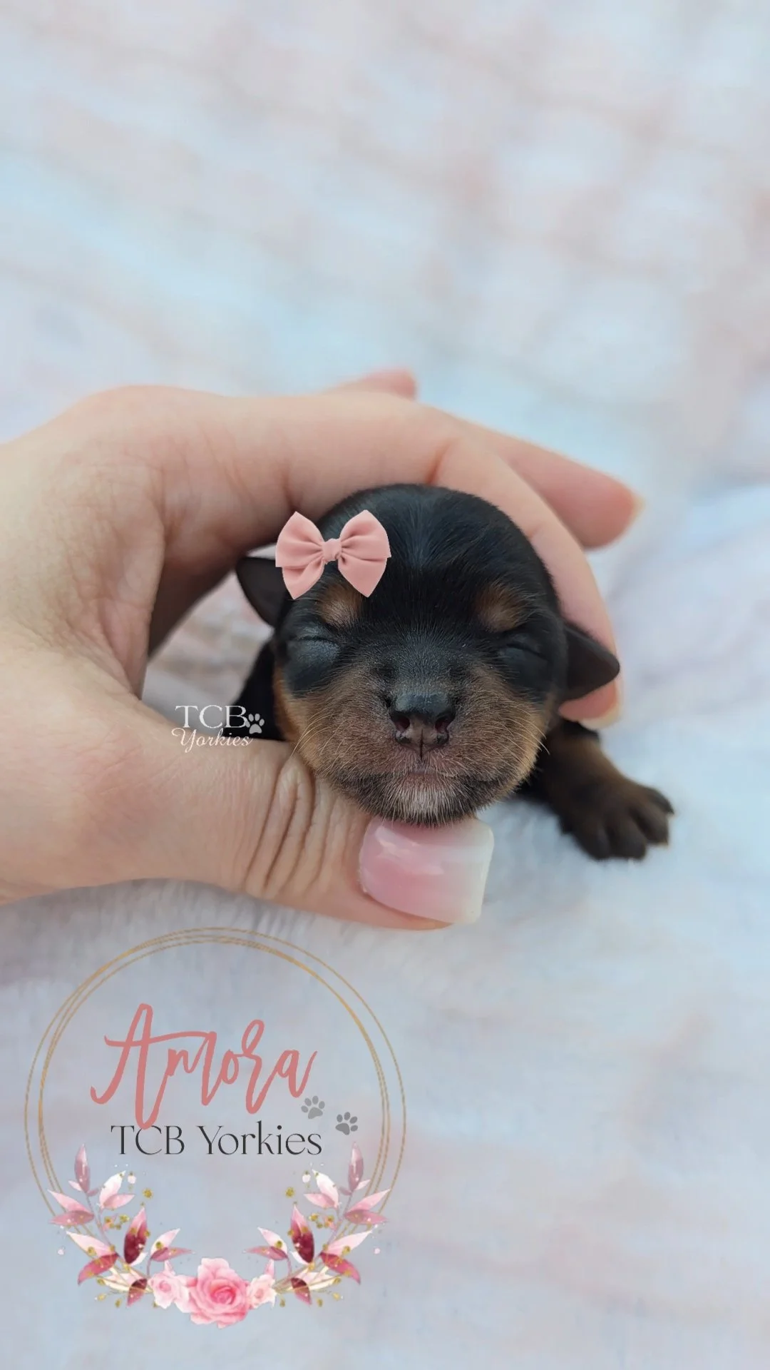 A tiny black and tan puppy with closed eyes being gently held in a person's hand. The puppy has a pink bow on its head and a floral graphic with the name 'Arora' and the text 'TCB Yorkies' at the bottom.