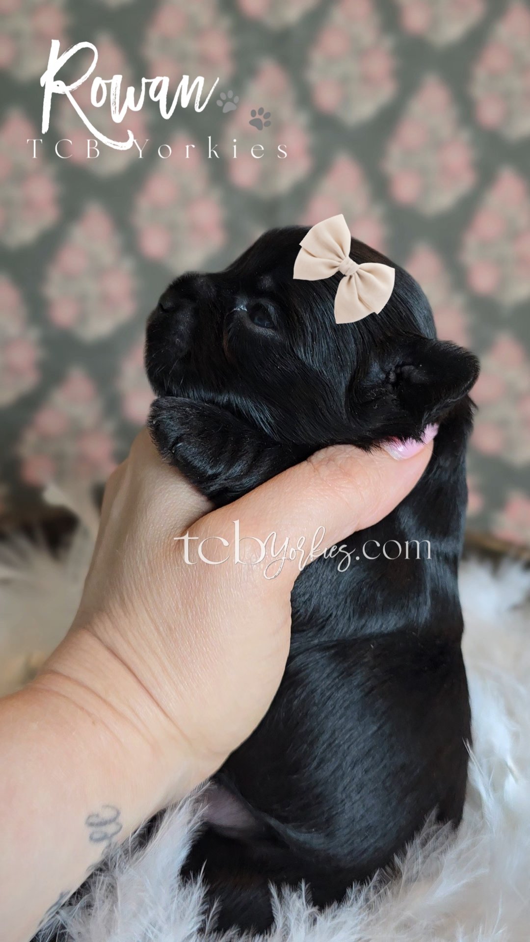 A person holding a tiny black puppy with a cream bow on its head, against a blurred floral background.