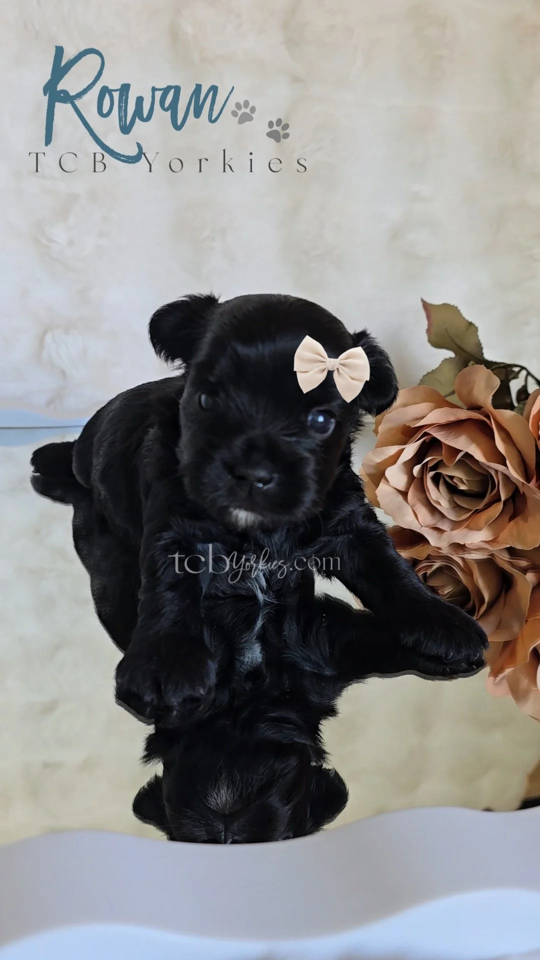 A small black puppy with a beige bow on its head, lying on a reflective surface next to a bouquet of beige and brown roses, with a decorative background and text that says "Rowan TCB Yorkies."