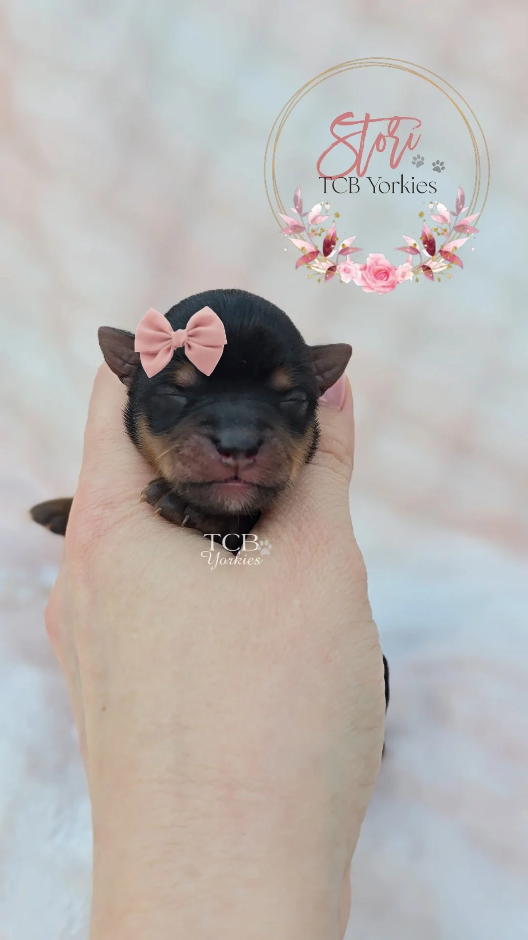 A tiny black and tan puppy with closed eyes, being held gently in a person's hand. The puppy has a pink bow attached to its head and a tail visible in the background. Behind the puppy, there is a decorative logo with pink flowers and the text 'Stori 