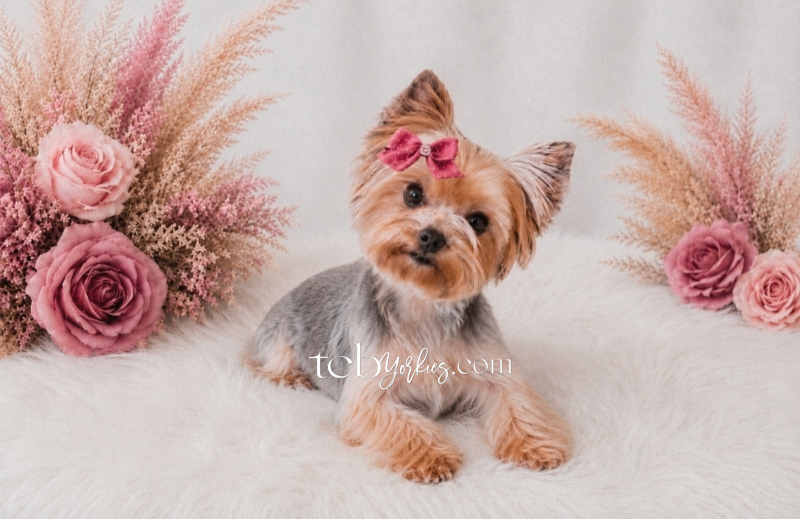 A small adorable Yorkshire Terrier puppy with a pink bow on its head, sitting on a soft white surface with pink and beige floral arrangements in the background.