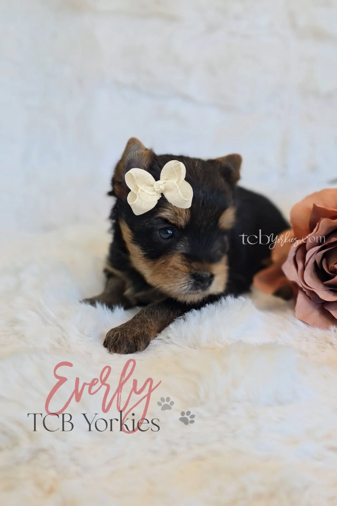 A small black and tan puppy with a cream-colored bow on its head, lying on a soft white surface next to a brown fabric flower.