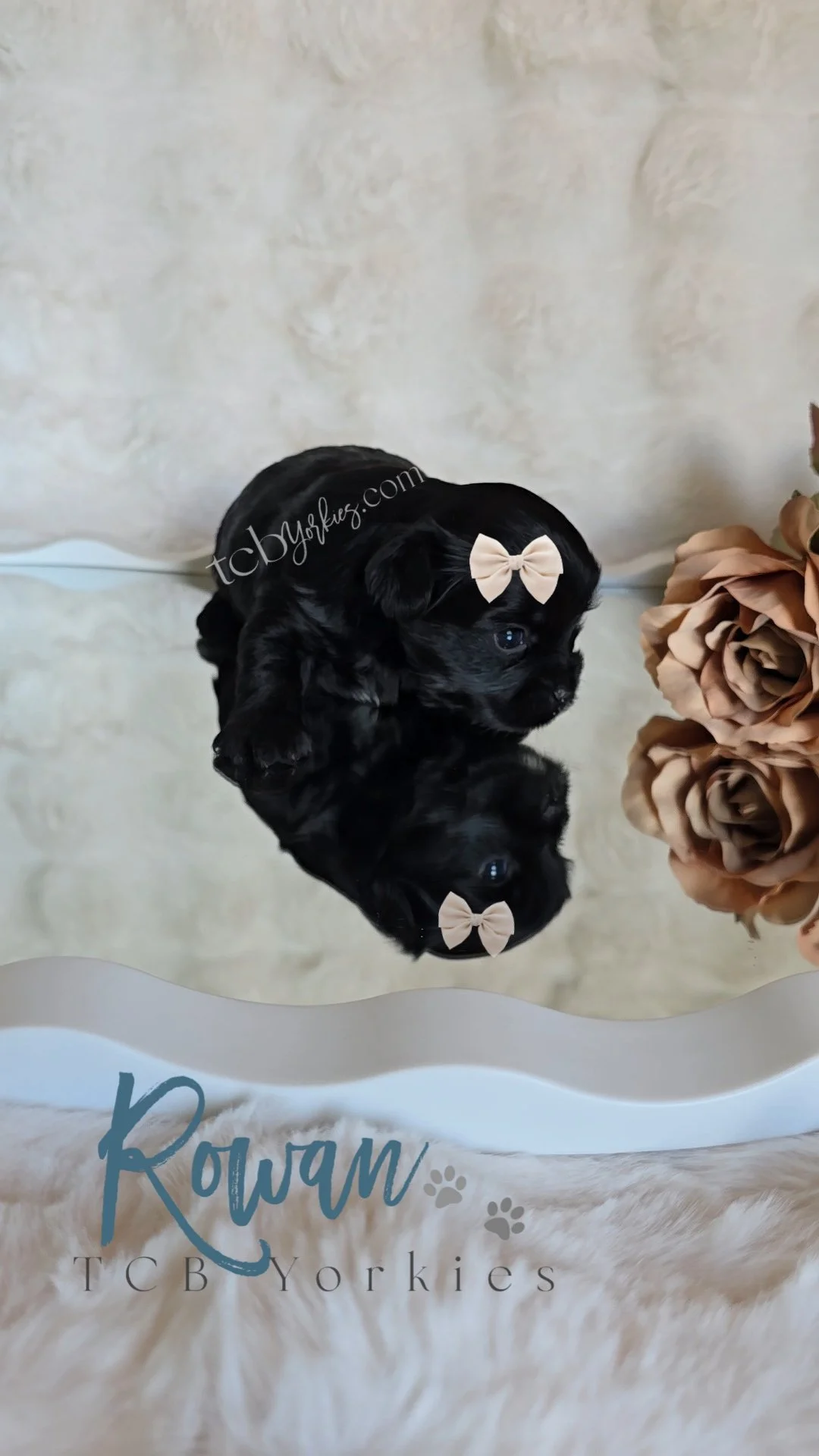 A tiny black puppy with a beige bow on its head sitting on a reflective surface. Next to the puppy is a pinkish beige flower. The surface has partially visible text that reads 'Dream' and 'Tcb Yorkies'.