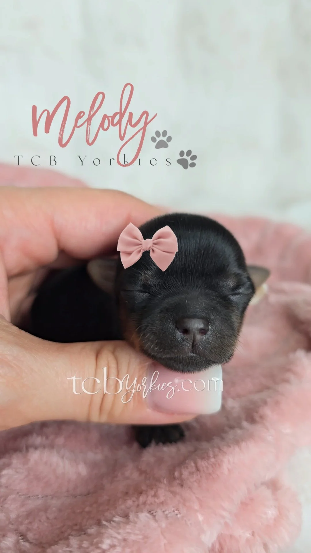 A tiny black puppy with a pink bow on its head being gently held by a person's hand, lying on a soft pink blanket, with a store or branding sign in the background.
