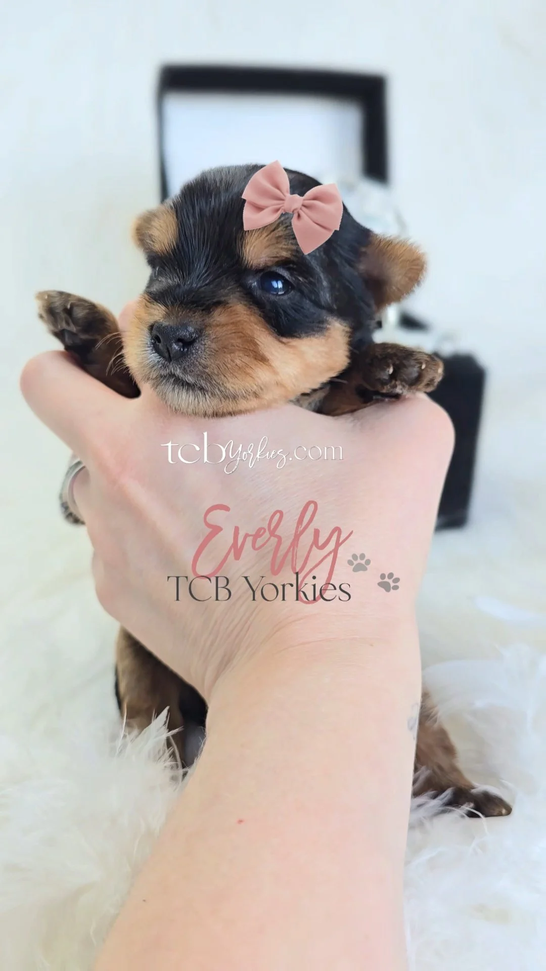 A small black and tan puppy with a pink bow on its head, being held in a person's hand. The puppy appears to be very young and is resting its head on the person's hand.