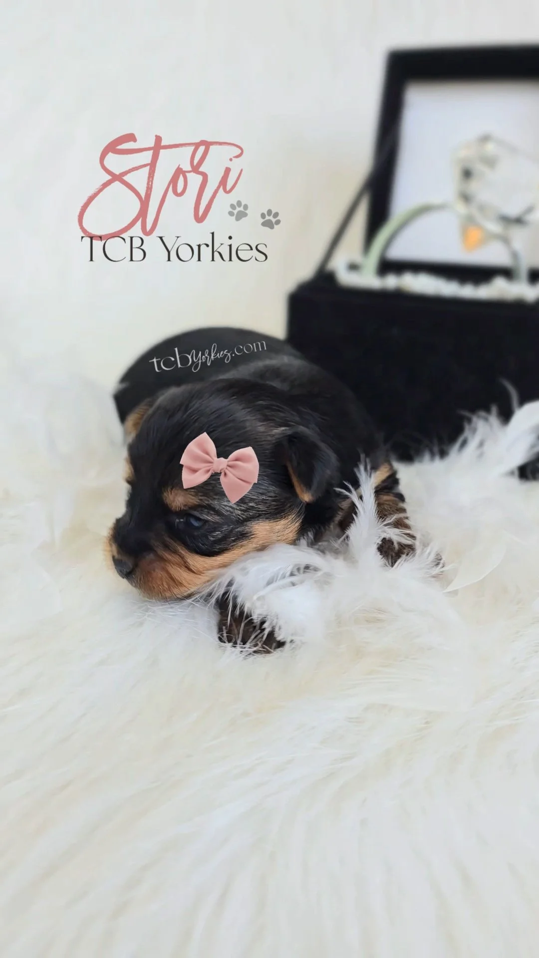 A cute puppy with a pink bow on its head lying on a soft white fur surface, with a jewelry box in the background.