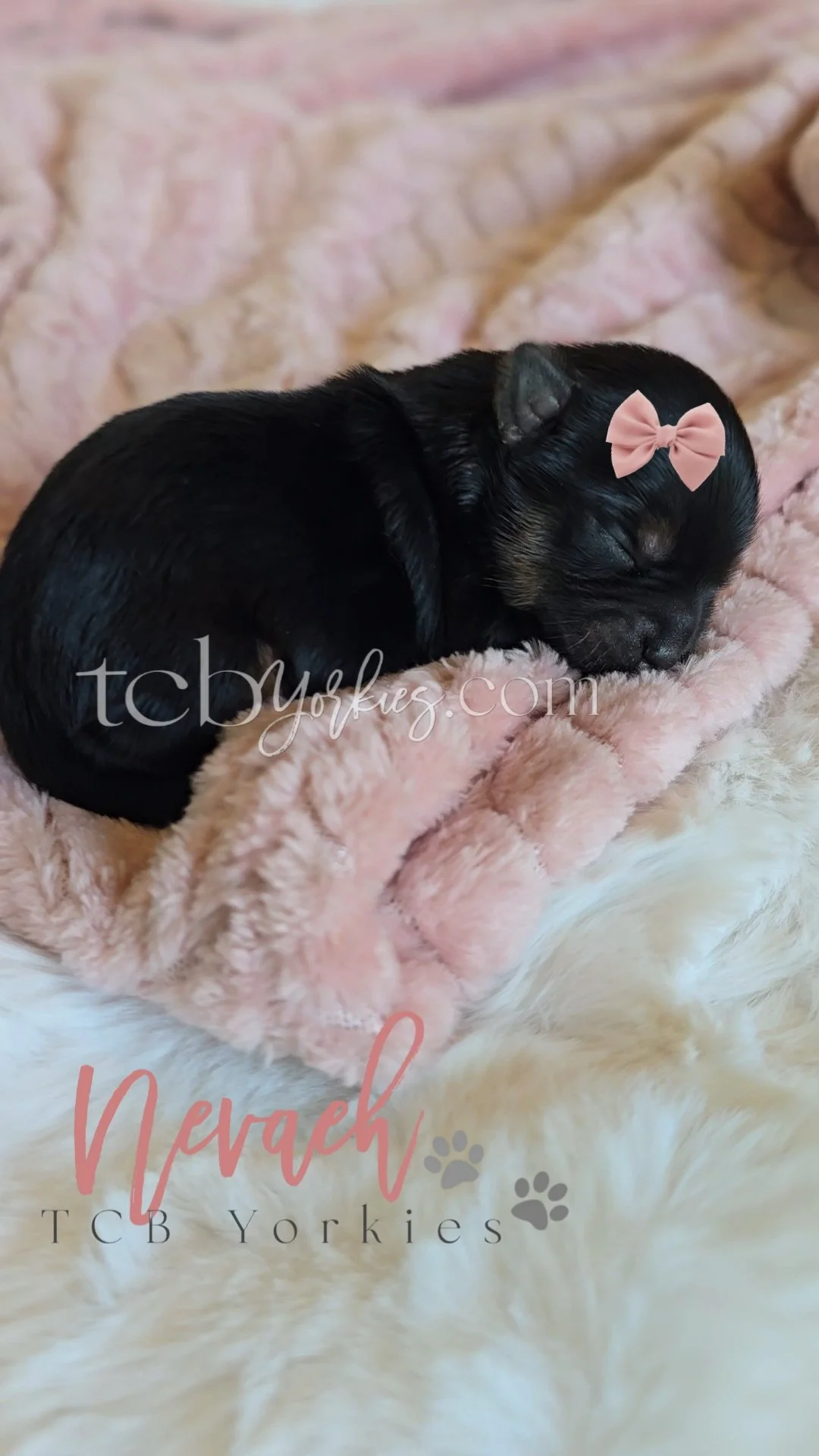A tiny black puppy with a pink bow on its head, sleeping on a soft pink blanket.