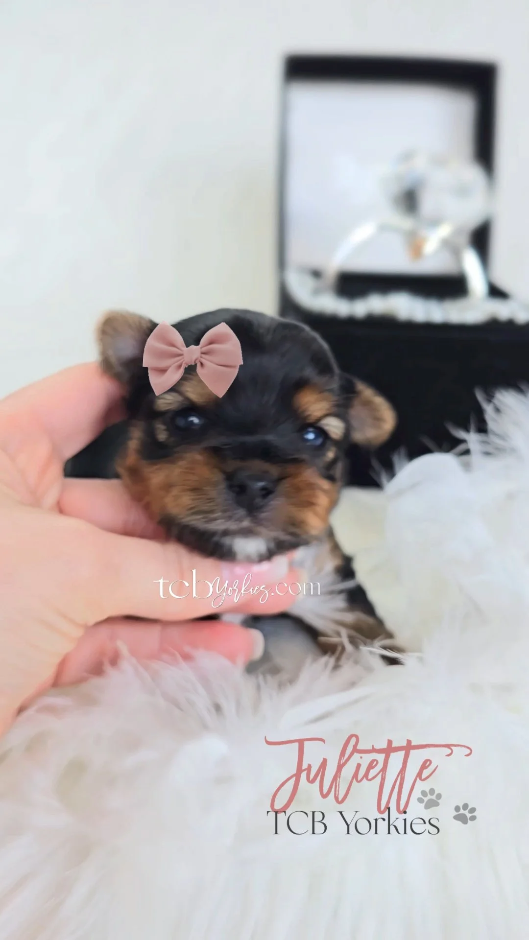 A tiny puppy with a pink bow on its head being held in a person's hand, with a blurred display case with a glass sculpture in the background.