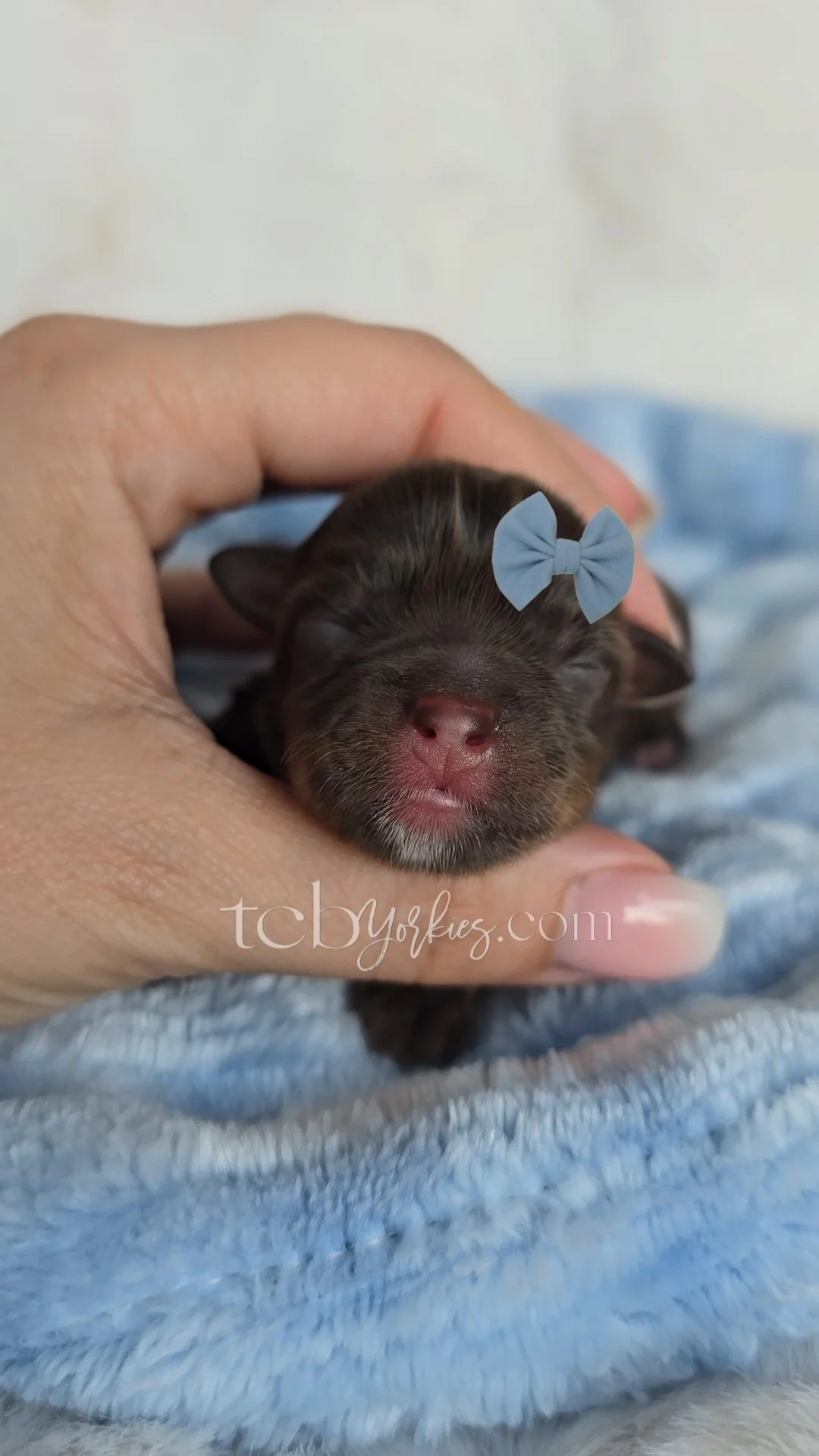 Close-up photo of a tiny newborn puppy with a blue bow on its head, being gently held in a person's hand, lying on a soft blue blanket.