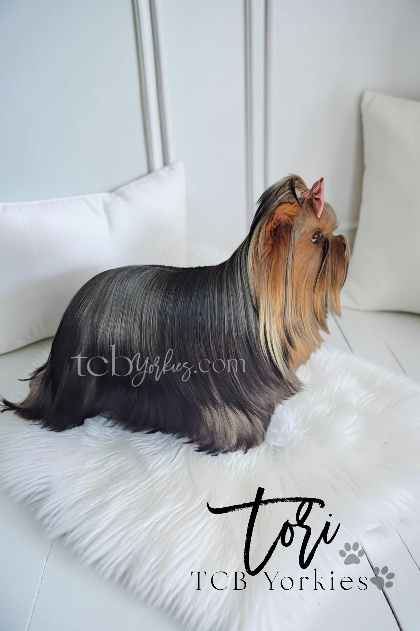 A long-haired Yorkshire Terrier dog with a pink bow on its head, sitting on a white fluffy rug in front of white pillows and a white wall.