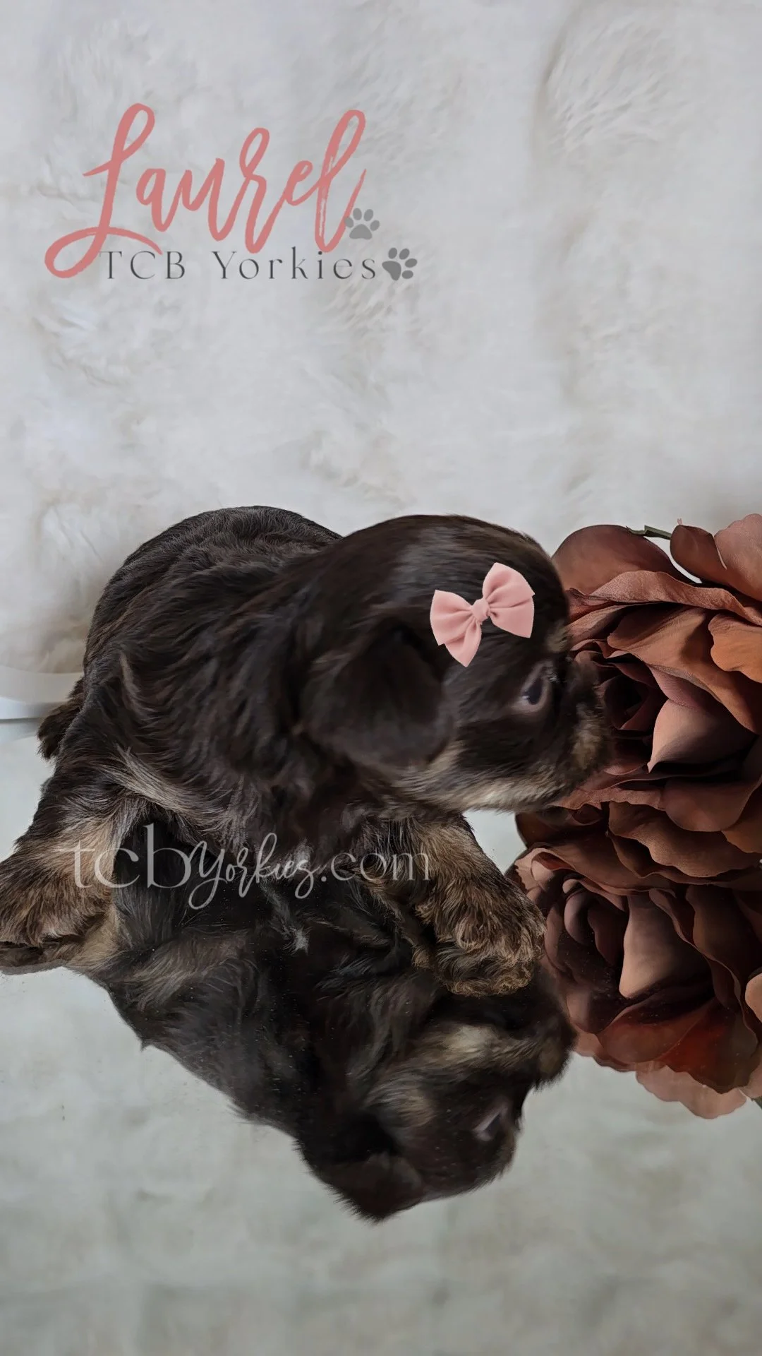 A black and brown puppy with a pink bow on its head, lying on a reflective surface next to a large brown paper flower, with a white textured background that has text reading "Laurel TCB Yorkies" and "tcb yorkies.com".