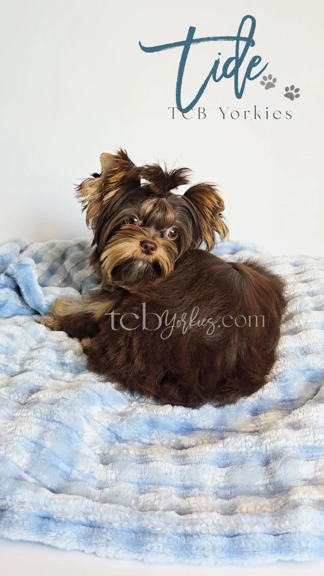 A small brown and tan puppy with fluffy fur lying on a soft, textured, light blue blanket.
