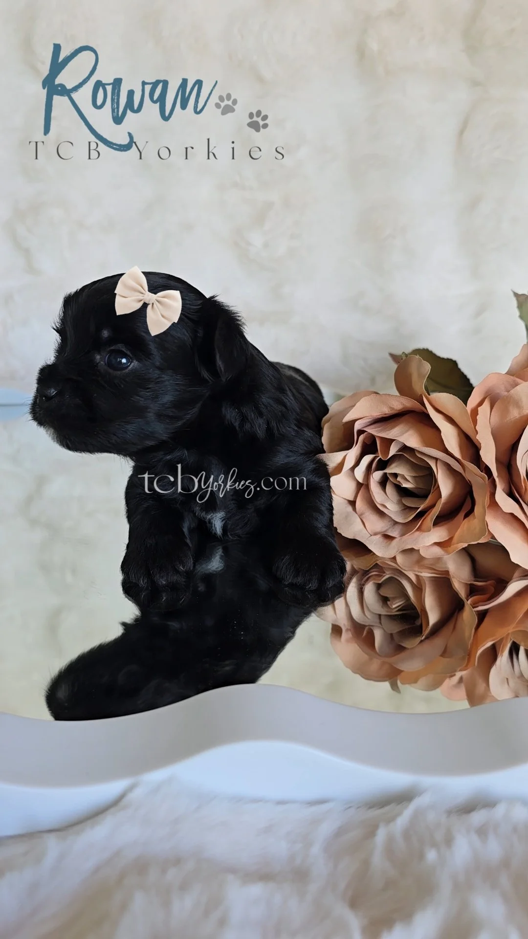 A cute black puppy with a beige bow on its head, sitting on a reflective surface next to a bouquet of large beige roses, with a textured beige background and a logo that says "Rowan TCB Yorkies."