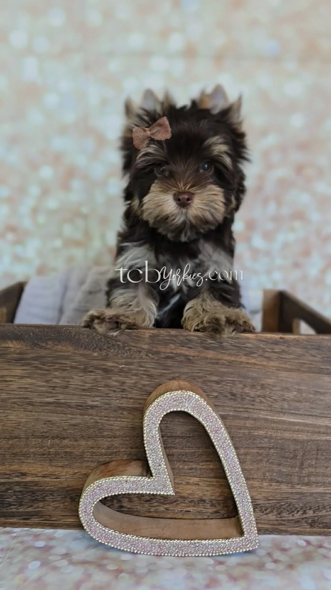 A cute black, tan, and gray puppy with a small pink bow on its head, looking over a wooden table with a decorative heart-shaped item in front.