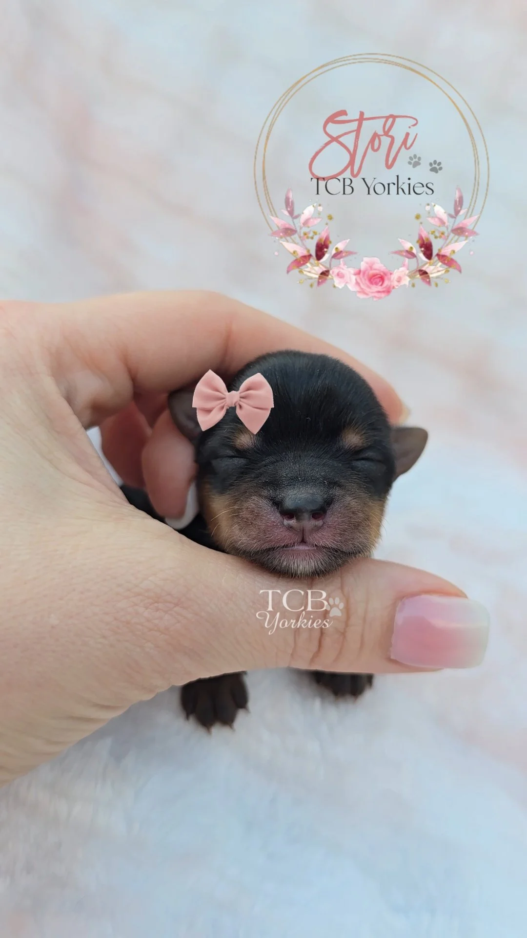 A tiny black and tan puppy with a pink bow on its head, being gently held in a person's hand, with a soft pink and white background and a floral logo that says "Stori TCB Yorkies".