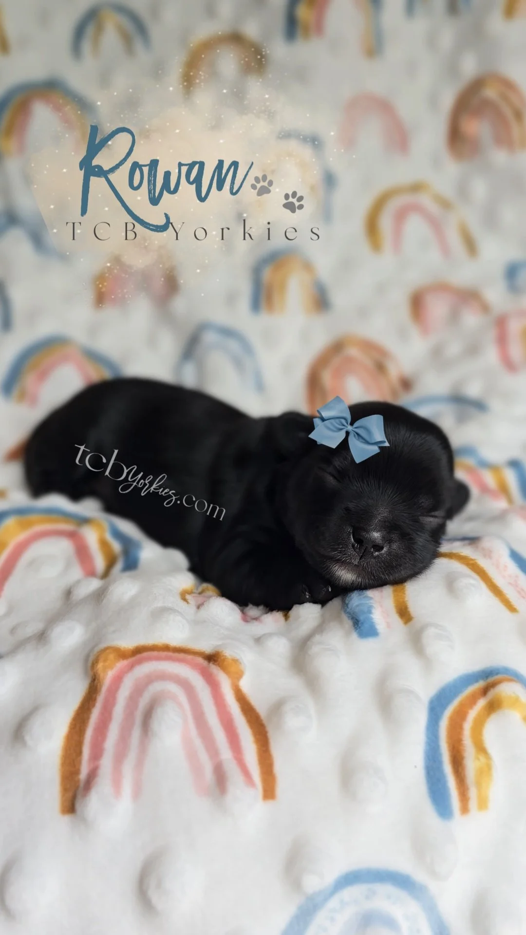 A small black puppy sleeping on a white blanket with rainbow patterns, wearing a blue bow on its head. The background features a colorful rainbow print, and the image includes text with a website URL and paw print icons.