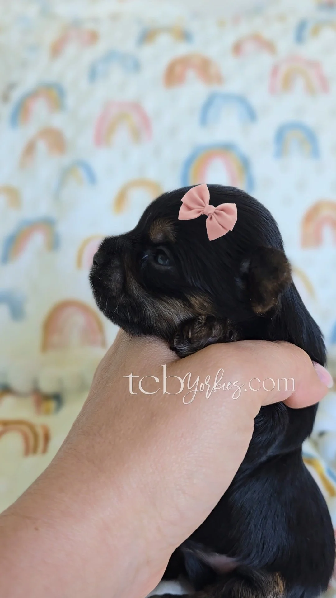 A small black and brown puppy with a pink bow on its head, being held in a person's hand with a pastel rainbow-themed background.