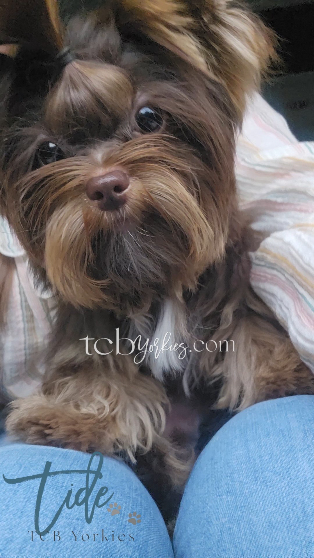 Close-up of a small brown and black furry dog with a beard and mustache, sitting between person's legs wearing blue jeans, with a blanket in the background.