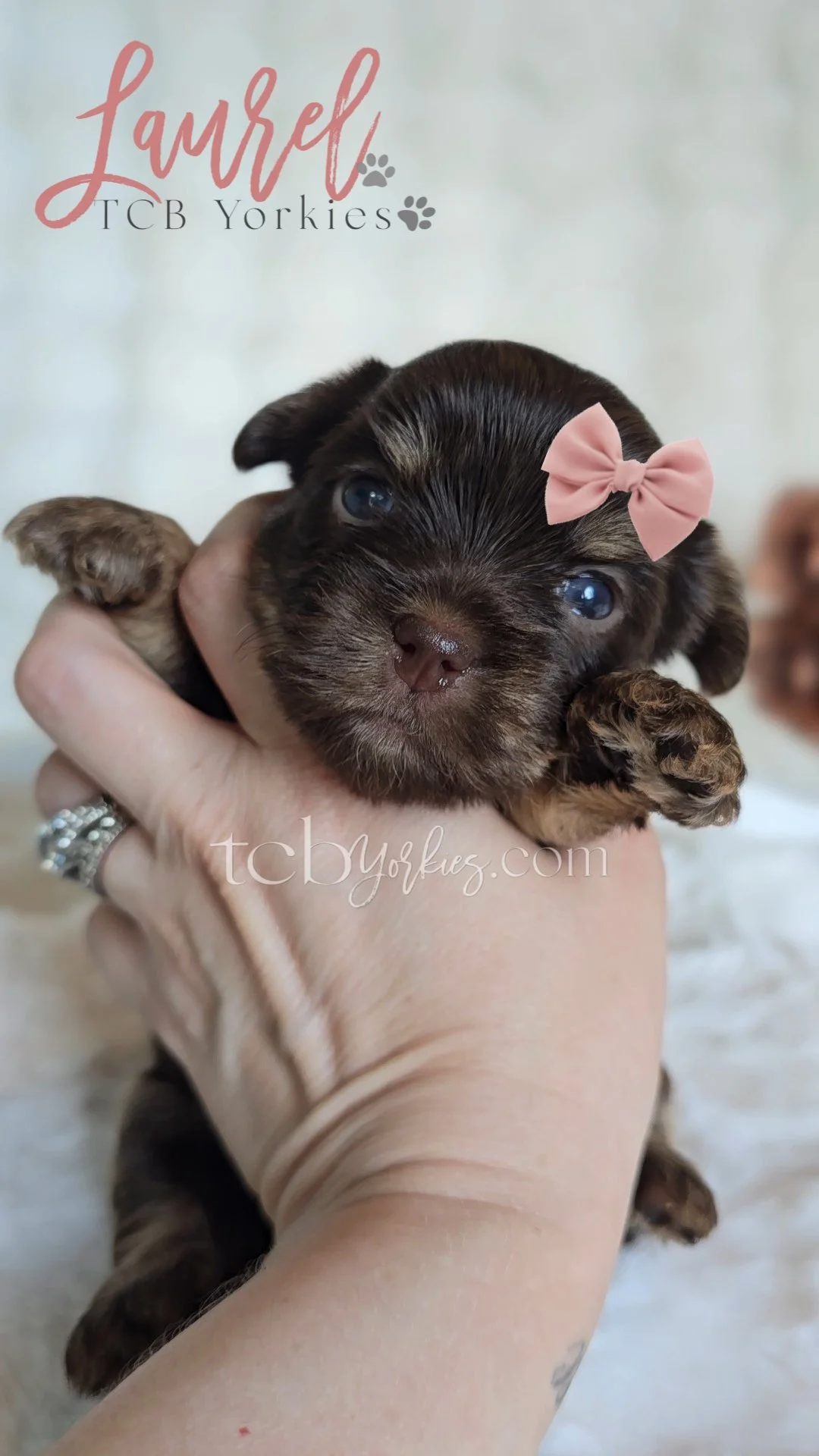 Close-up of a small, brown and black puppy with a pink bow on its head being held in a person's hand. The puppy has blue eyes and a tiny nose.