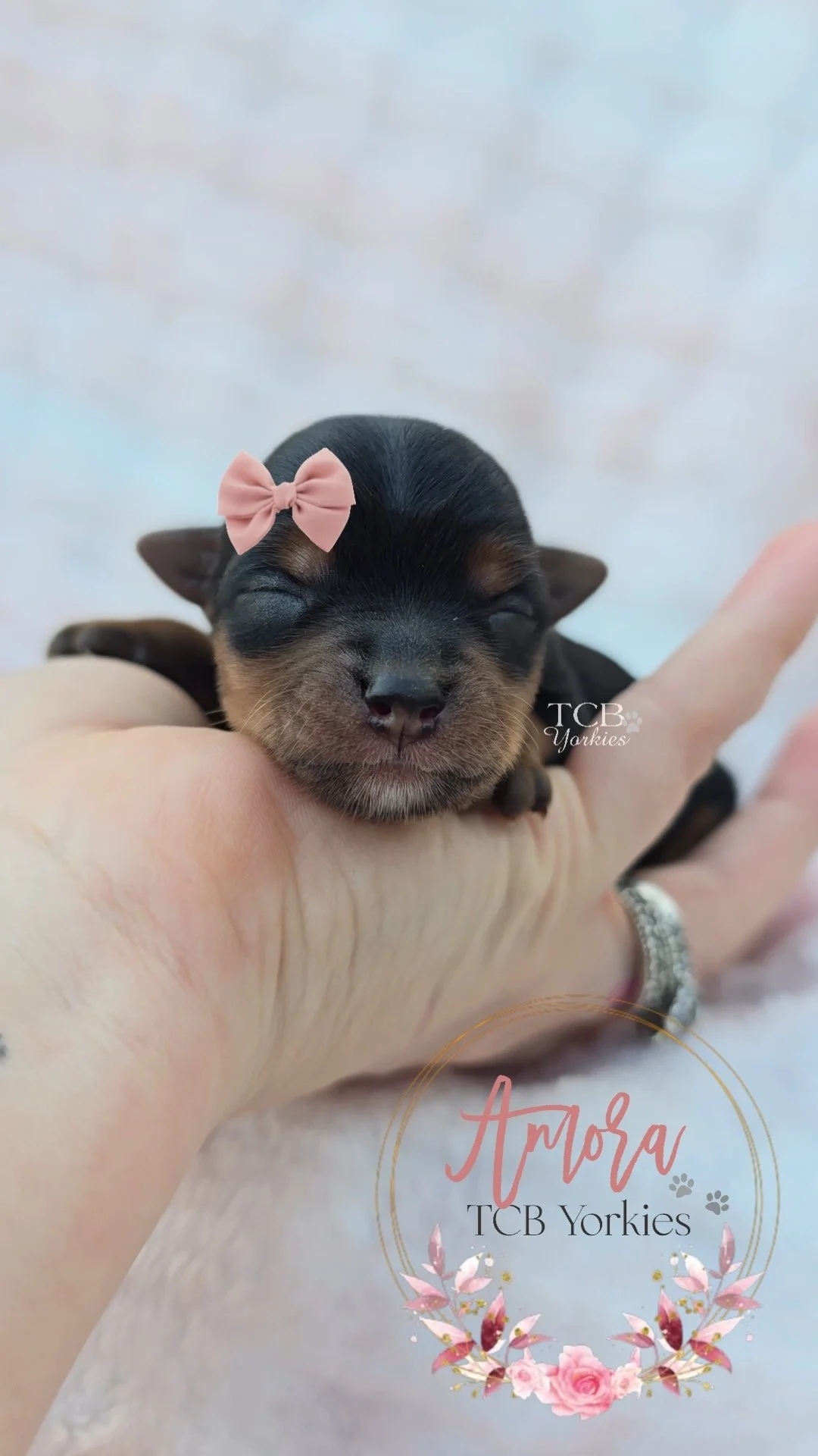 A tiny black and tan puppy with a pink bow on its head, sleeping while resting on a person's hand, with the text 'Amora TCB Yorkies' and floral design.