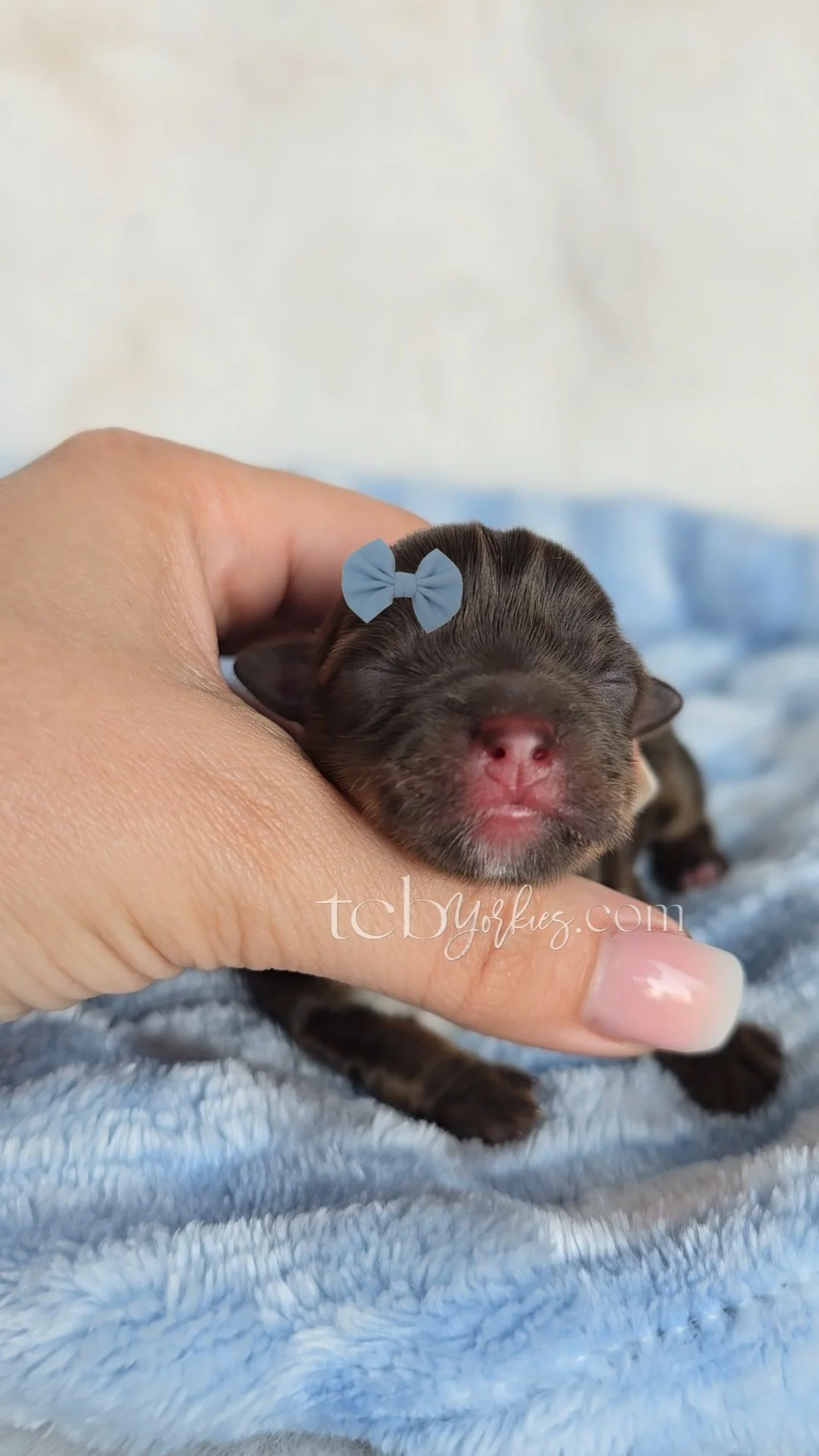 Close-up of a tiny newborn puppy with brown fur, a pink nose, and closed eyes, wearing a small blue bow, gently held in a person's hand on a soft, light blue blanket.