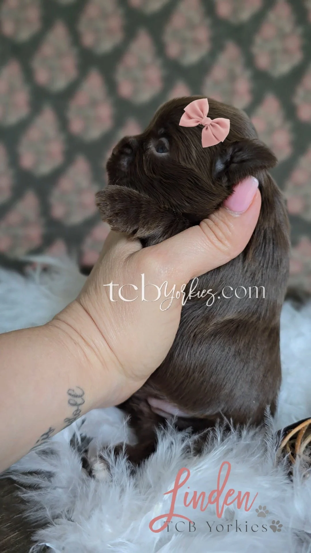 A person holding a small brown puppy with a pink bow on its head in front of a patterned background. The puppy is lying on a fluffy surface. The image has text overlay that reads 'Linden' and 'tcb yorkies.com'.