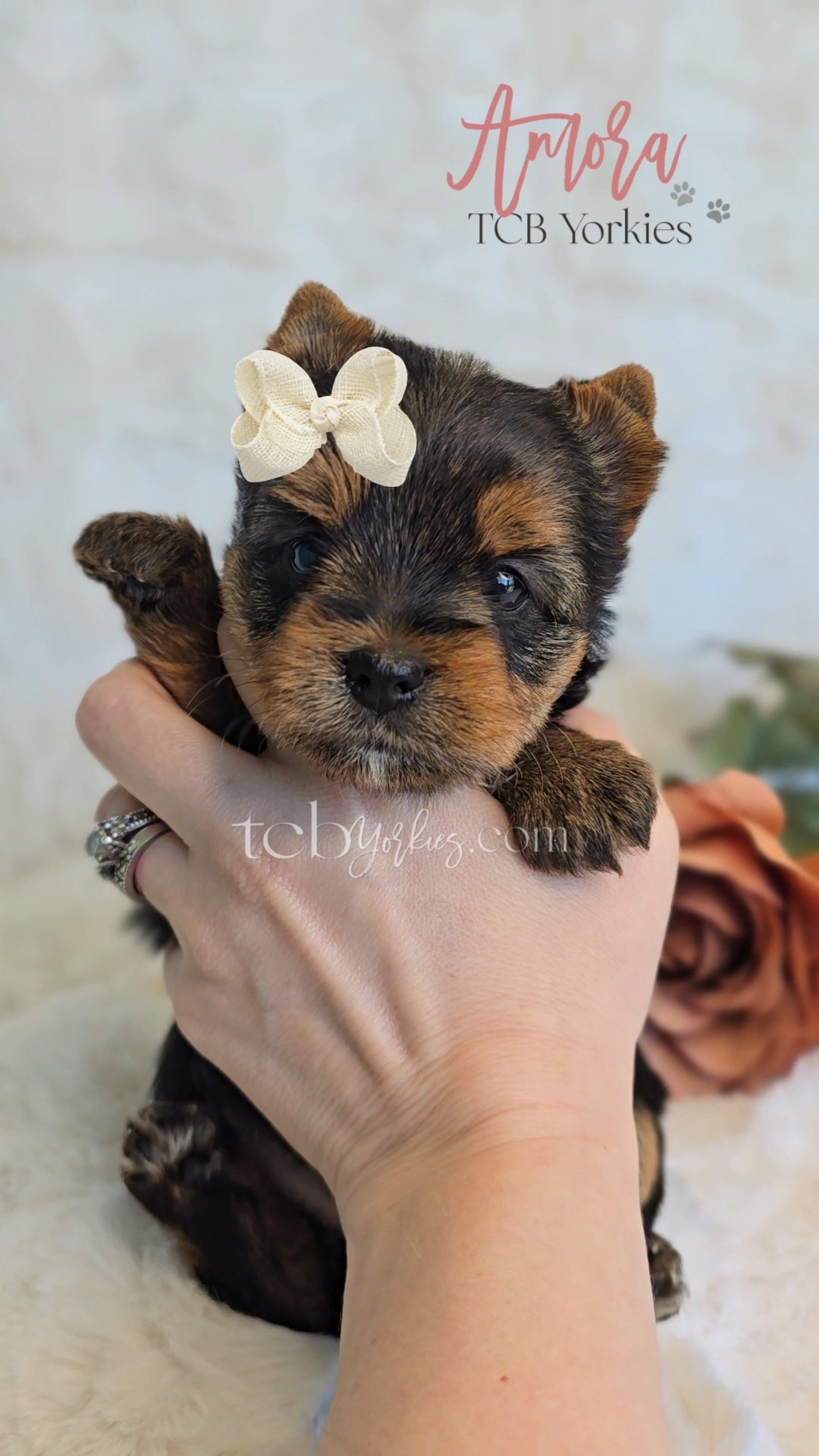Close-up of a tiny Yorkshire puppy with a cream bow on its head, being gently held by a person's hand. The background includes a cream-colored surface and a blurred flower. Text overlay reads 'Amora TCB Yorkies' and 'tcbyorkies.com'.