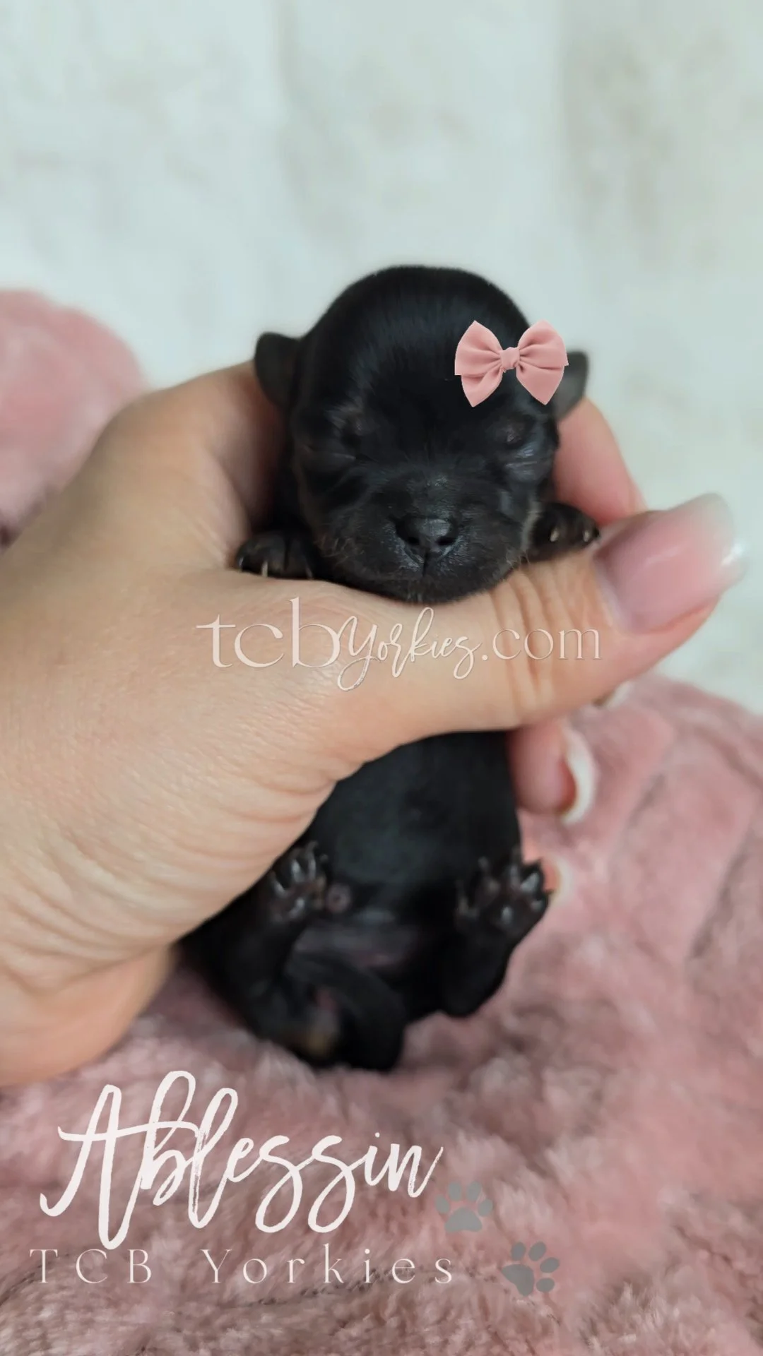 A tiny black puppy with a pink bow on its head being held in a person's hand, resting on a pink fuzzy blanket.