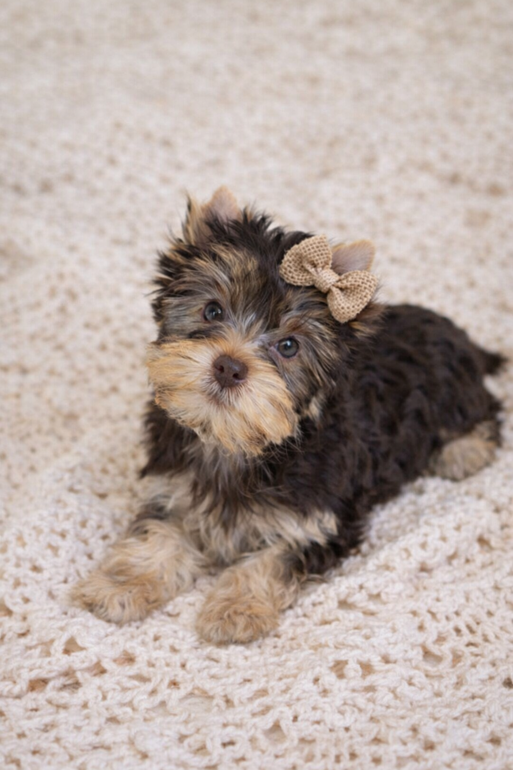 A small, Yorkie puppy with black and tan fur, sitting on a cream-colored textured blanket. The puppy has a beige bow on its head and is looking up at the camera with a curious expression. Greenwood SC South Carolina 
