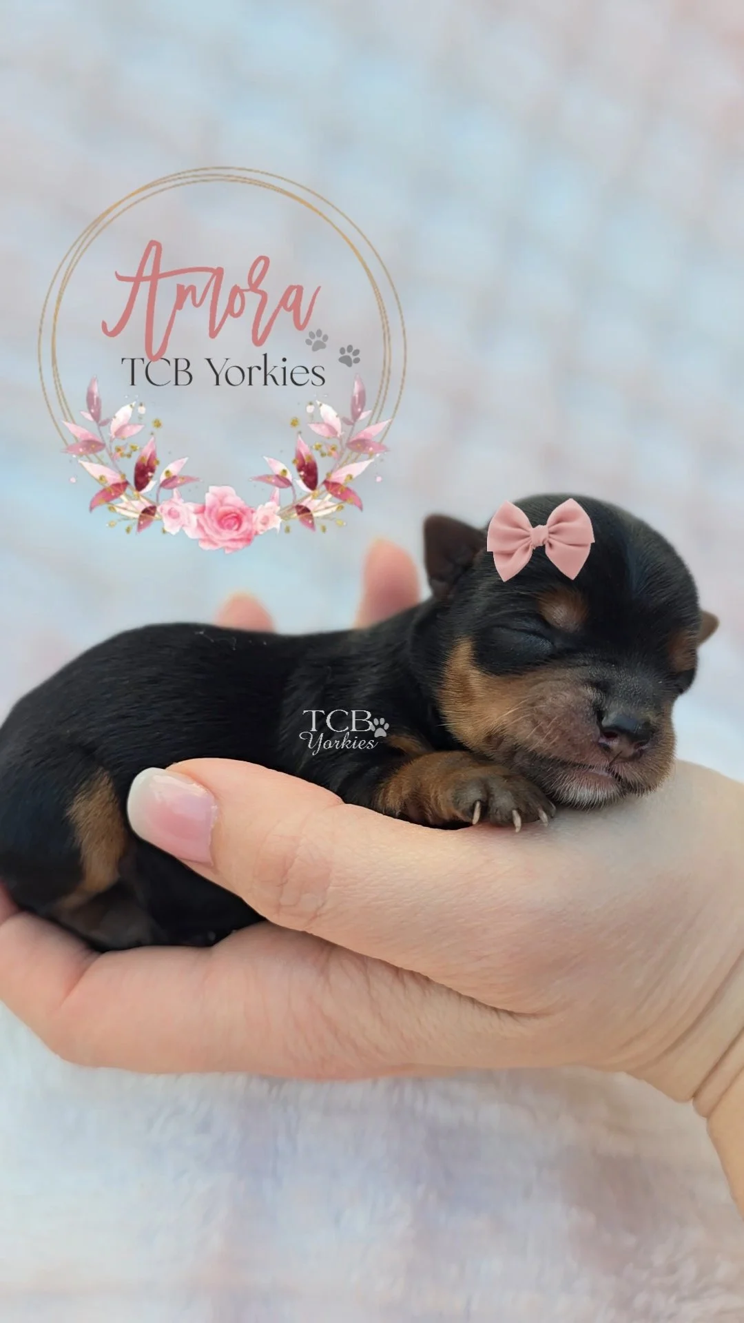 A small, sleeping black and tan Yorkshire Terrier puppy being held in a person's hand, with a pink bow on its head and a watermark that reads 'TCB Yorkies'.