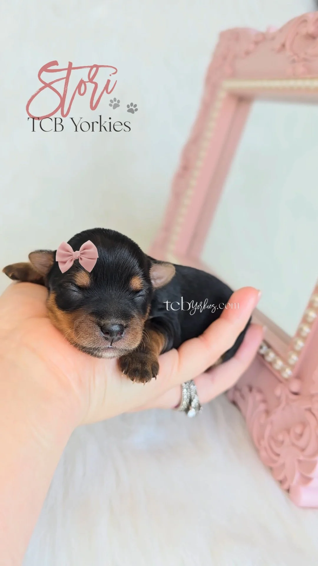 A tiny black and tan puppy with a pink bow on its head being held in a person's hand in front of a pink ornate mirror.