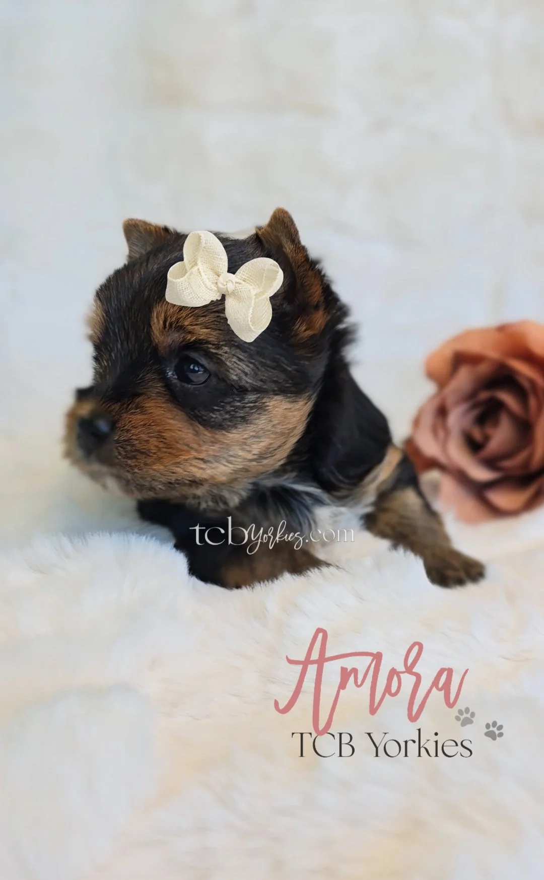 A cute puppy with black and brown fur, wearing a cream-colored bow on its head. The puppy is on a soft, fluffy white surface with a blurred background. There are pink and tan roses in the background. The image has text that says 'Amora' and 'TCB York