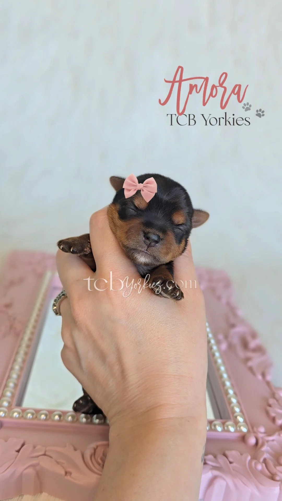 A tiny black and tan Yorkshire puppy with a pink bow on its head, being held gently in a person's hand, against a blurred background with a pink ornate decorative frame and the text 'Amora TCB Yorkies'.