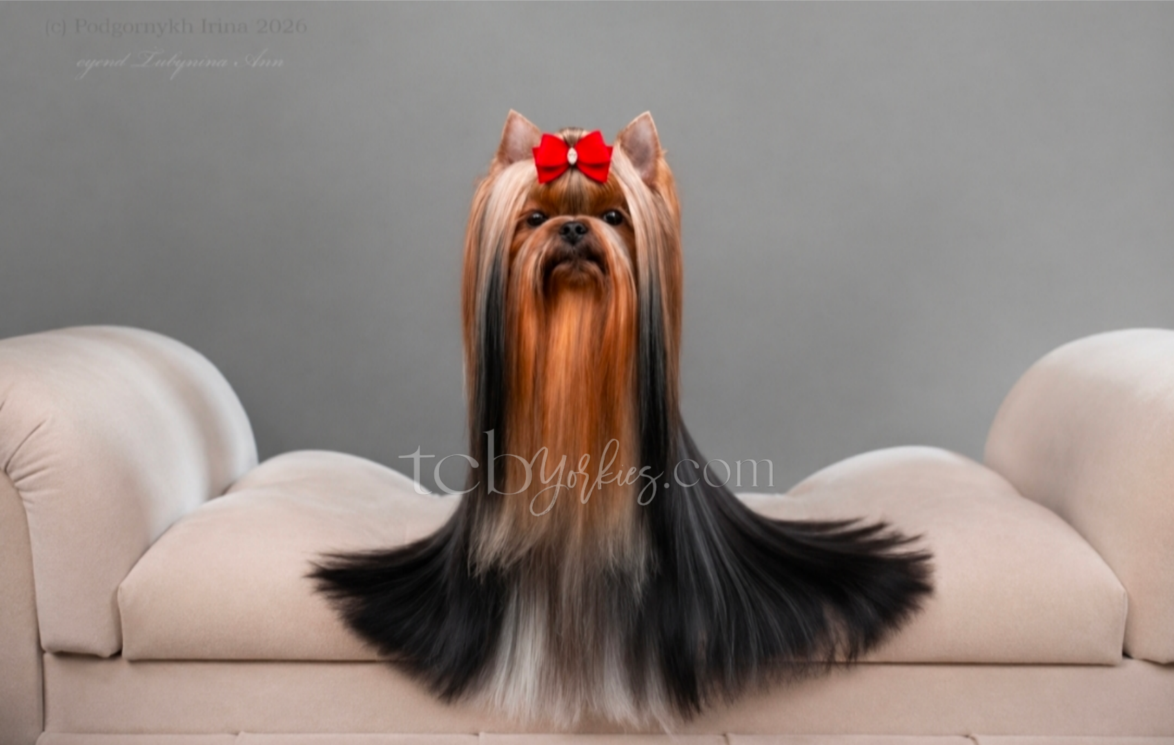 A dog with long, flowing hair sitting on a beige sofa, wearing a red bow on its head.