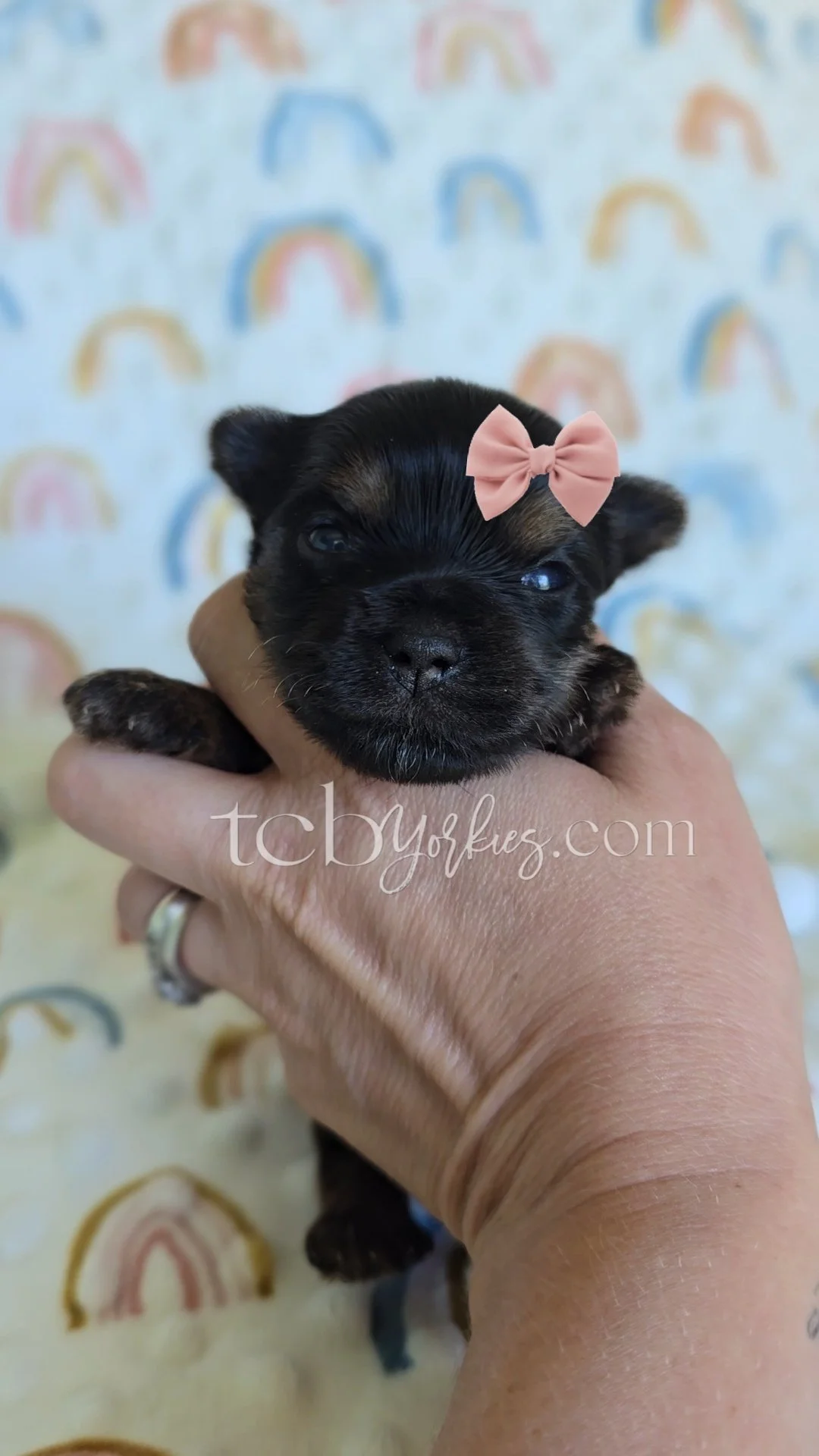 A small black puppy with a pink bow on its head, being held in a person's hand, with a colorful rainbow pattern background.