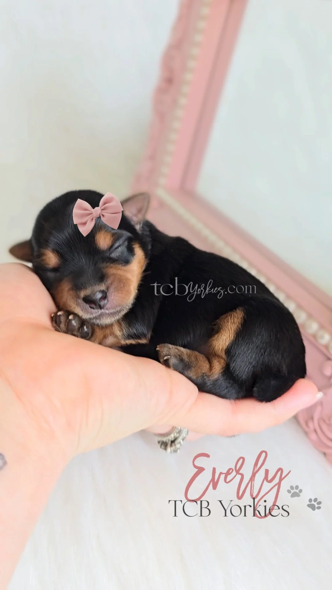A small black and tan puppy with a pink bow on its head, sleeping peacefully on a person's hand. The background features a pink mirror or frame and a light-colored surface. Text on the image reads 'Everly TCB Yorkies'.