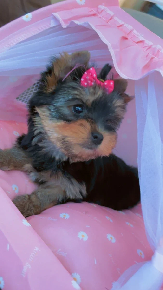 A cute puppy with a pink bow on its head sitting on a pink bed with white daisy patterns, partially covered by a pink canopy.