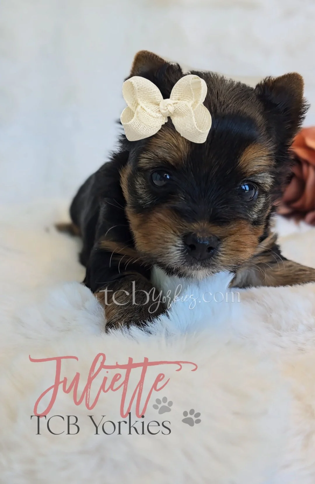 Cute Yorkie puppy with black and tan fur, lying on a soft white surface, wearing a cream-colored bow on its head.